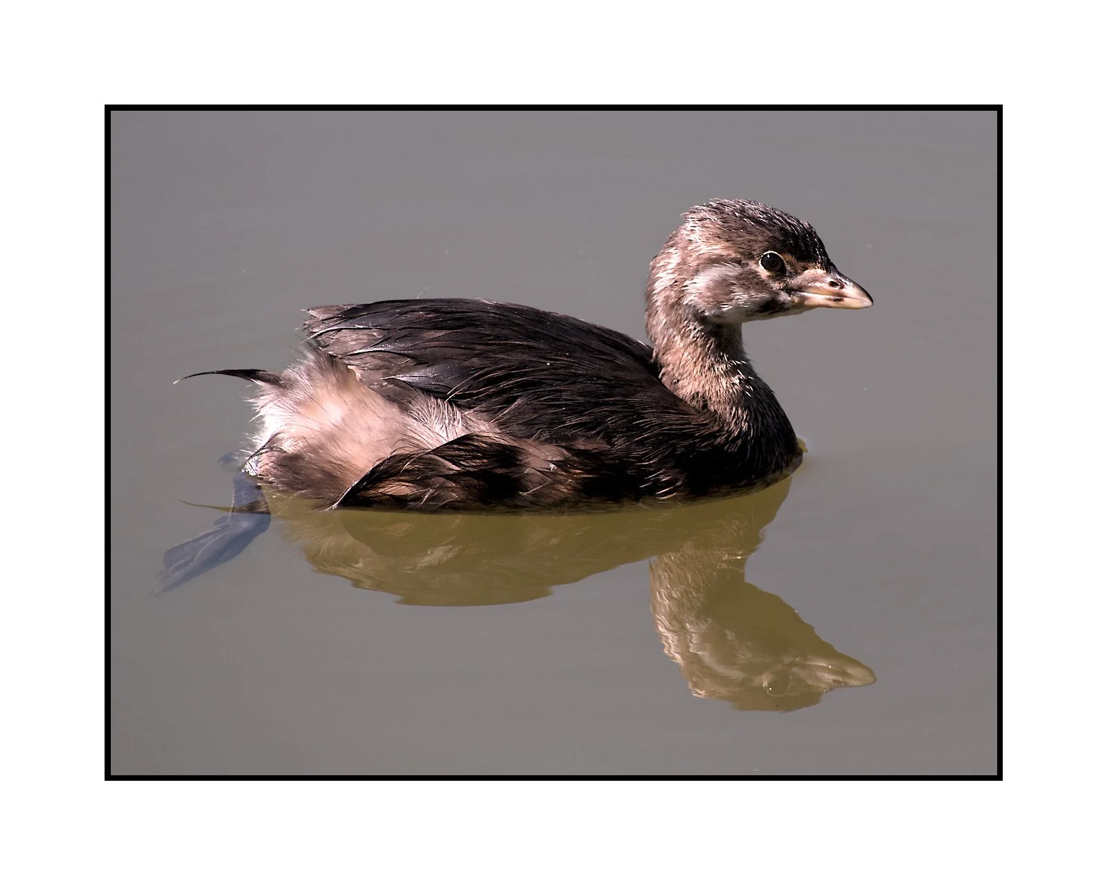 Pied billed grebe, Commonwealth Lake Park, September 2025.