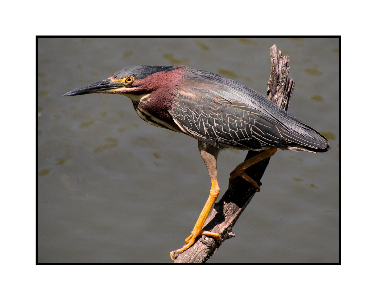Green heron, Commonwealth Lake Park, July 2025.