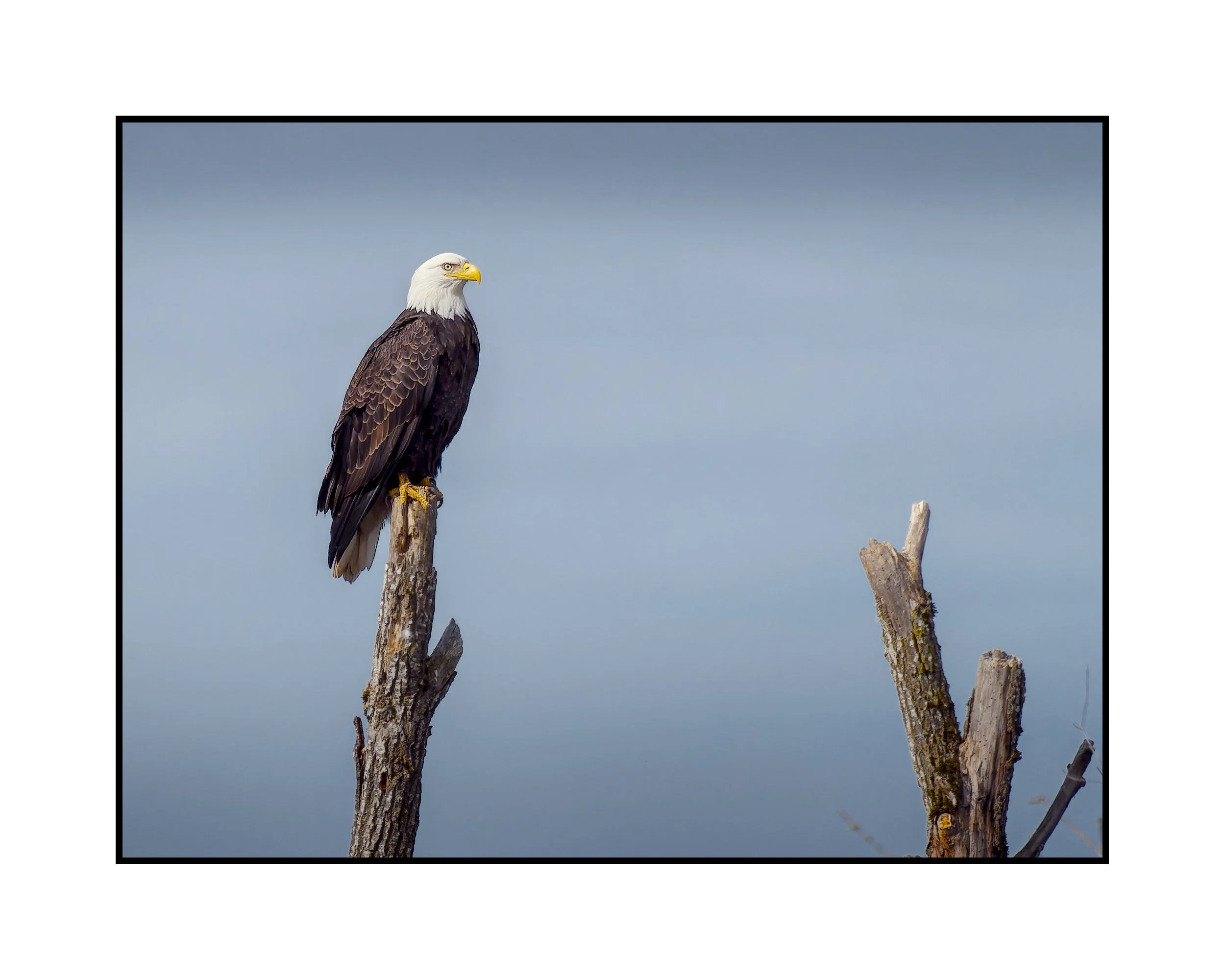 Bald Eagle, Commonwealth Lake Park, March 2026