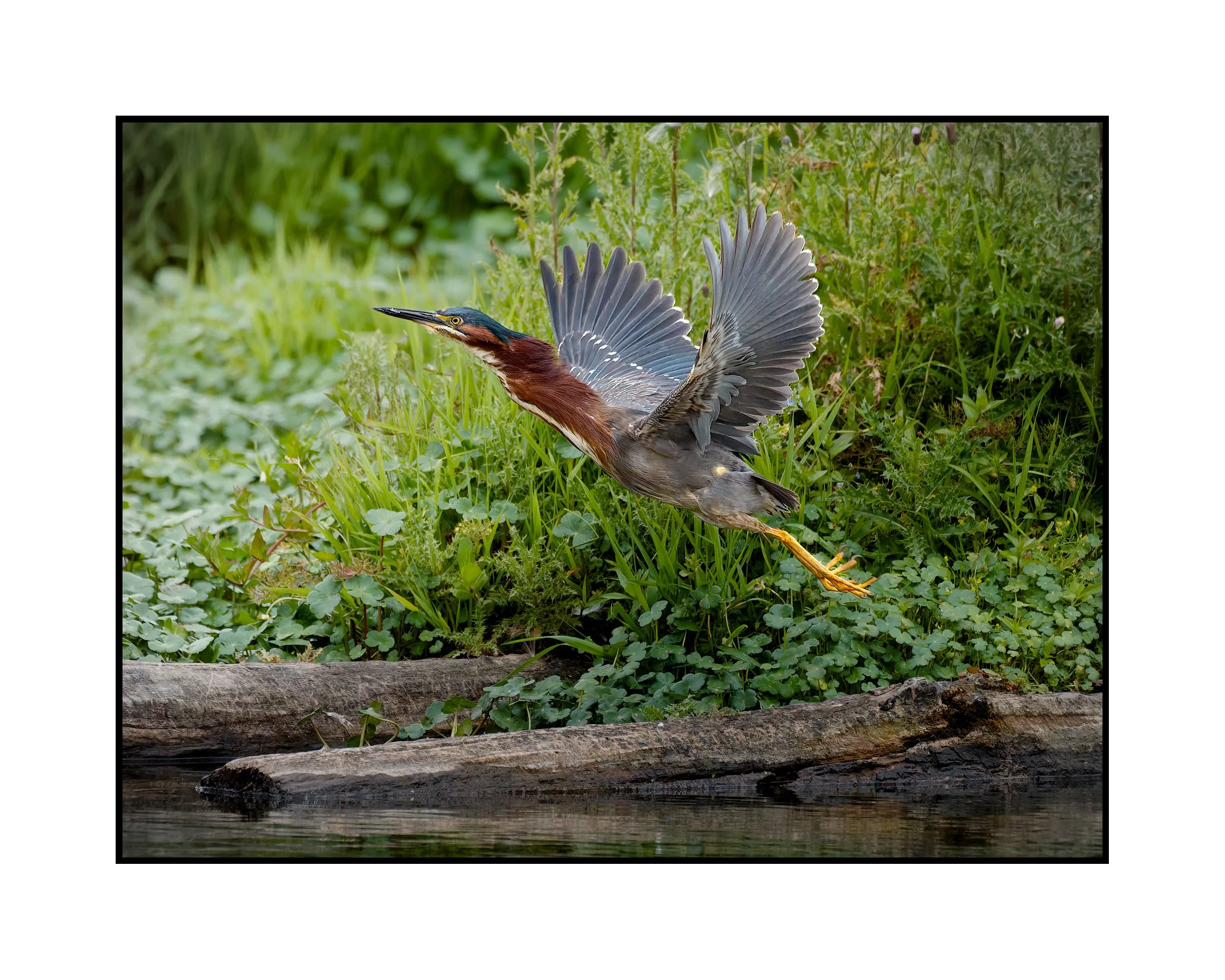 Green heron, Commonwealth Lake Park, July 2026.