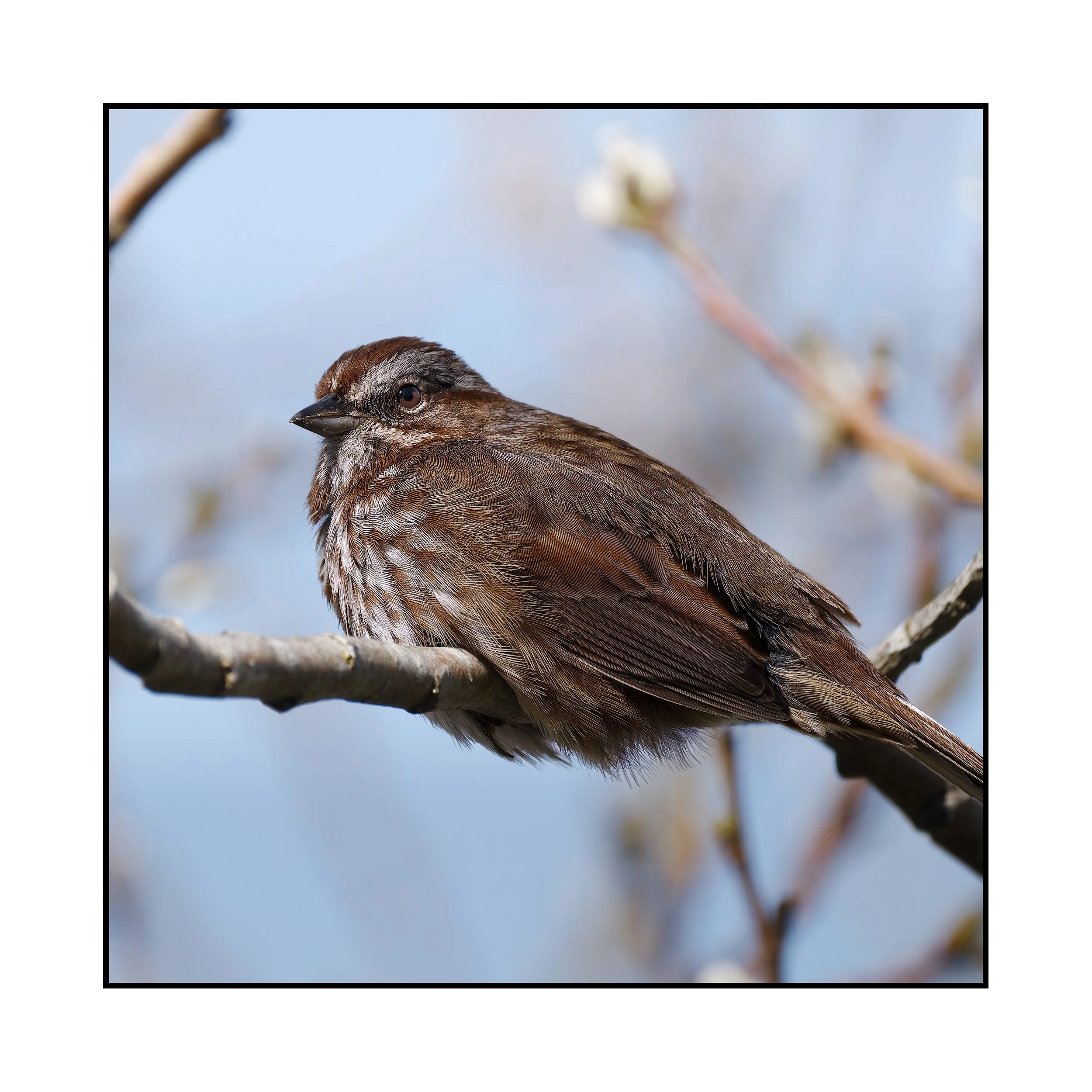 Song sparrow, Commonwealth Lake Park, March 2026