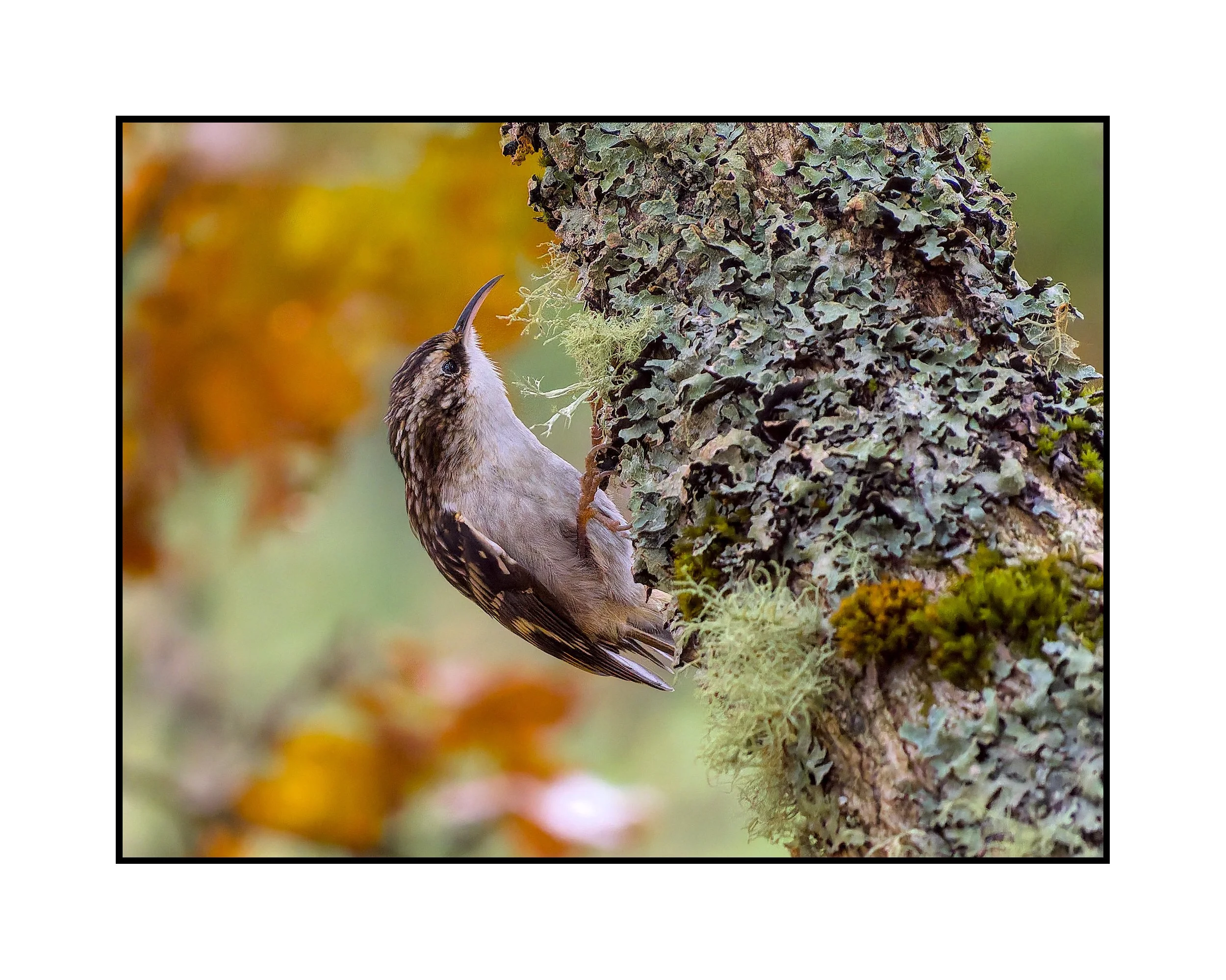 Brown creeper, Tualatin River National Wildlife Refuge, October 2025. 