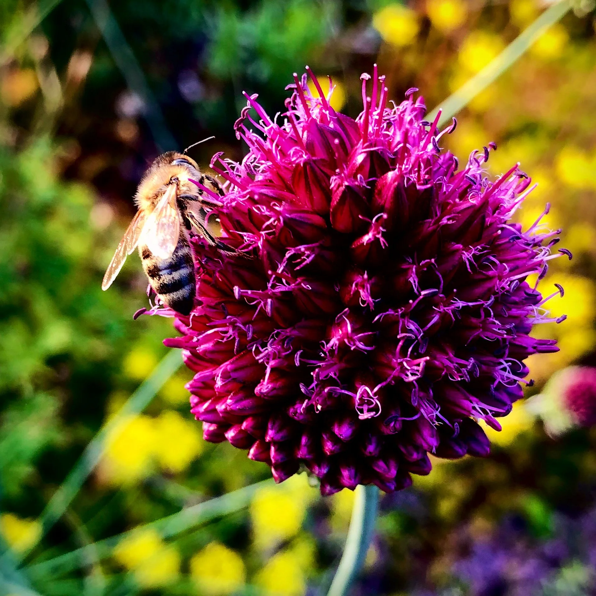 A close-up of a bee on a purple allium flower with a blurred green and yellow background.