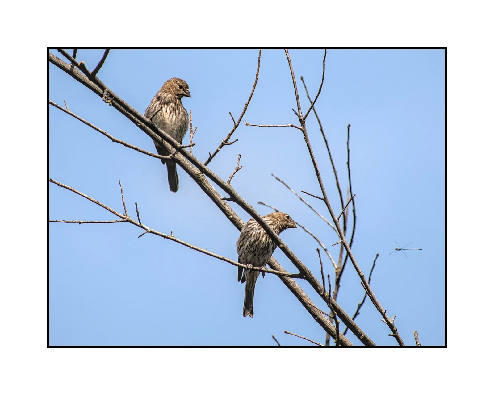A pair of female house finches with a dragonfly, Commonwealth Lake Park, August 2025.