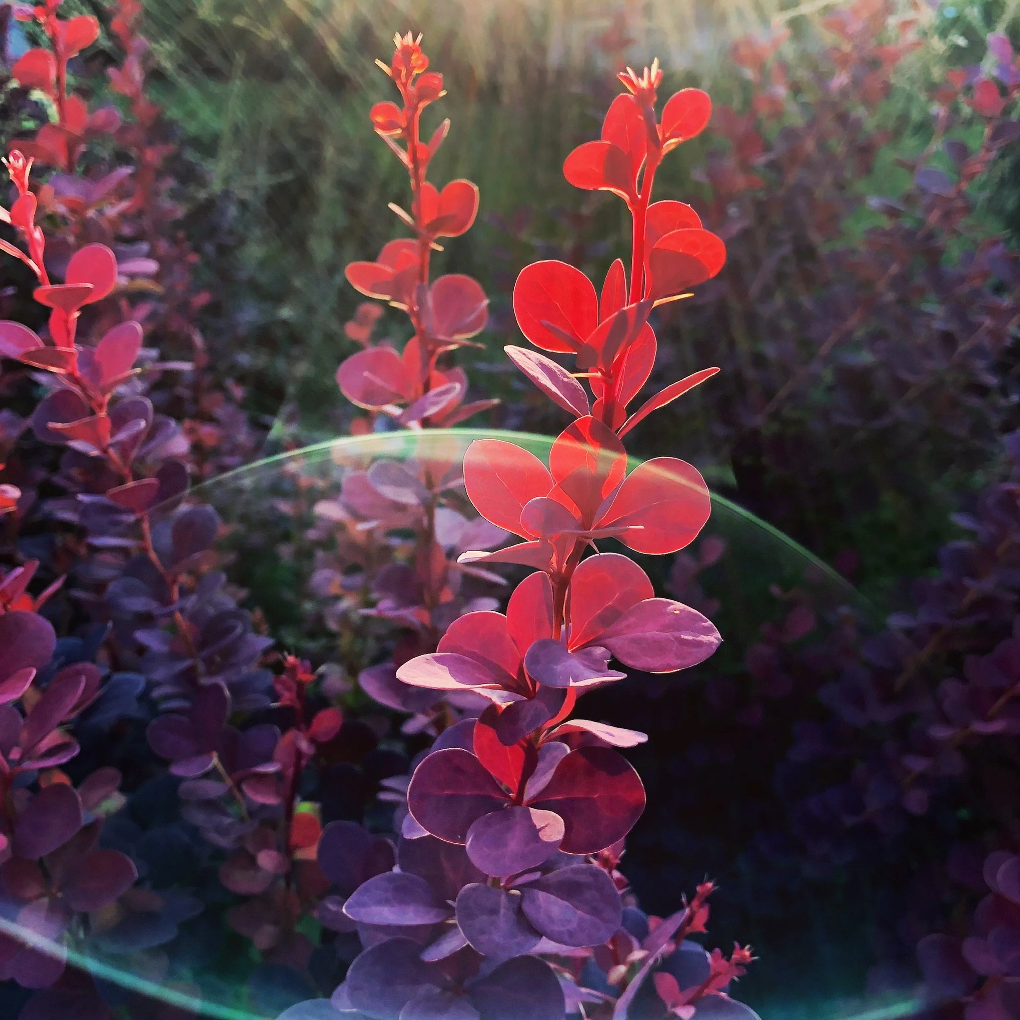 Close-up of red and purple leaves on a plant with sunlight creating a lens flare.