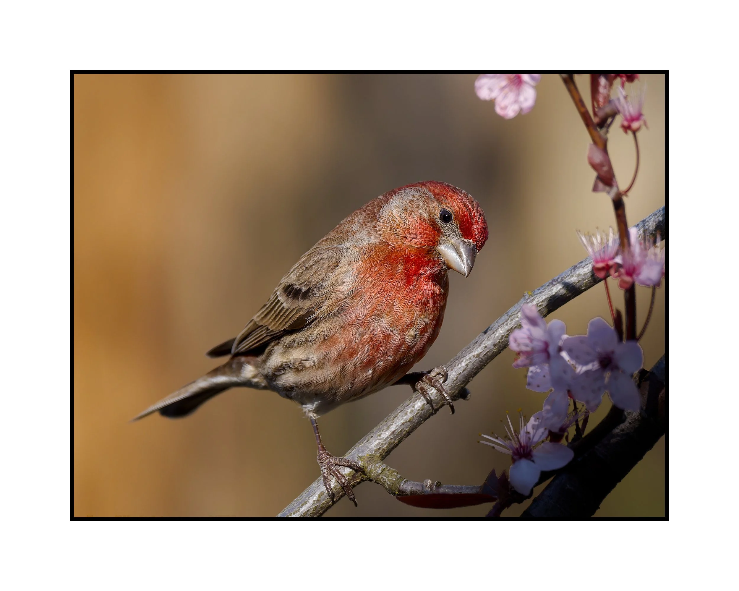 Male house finch, Beaverton, Oregon, March 2026.