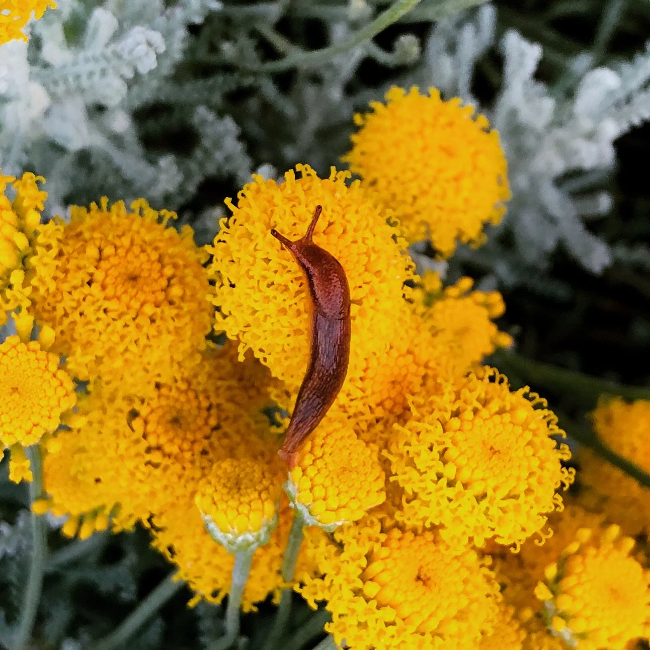 A small brown snail on bright yellow flowers with a soft-focus green background.