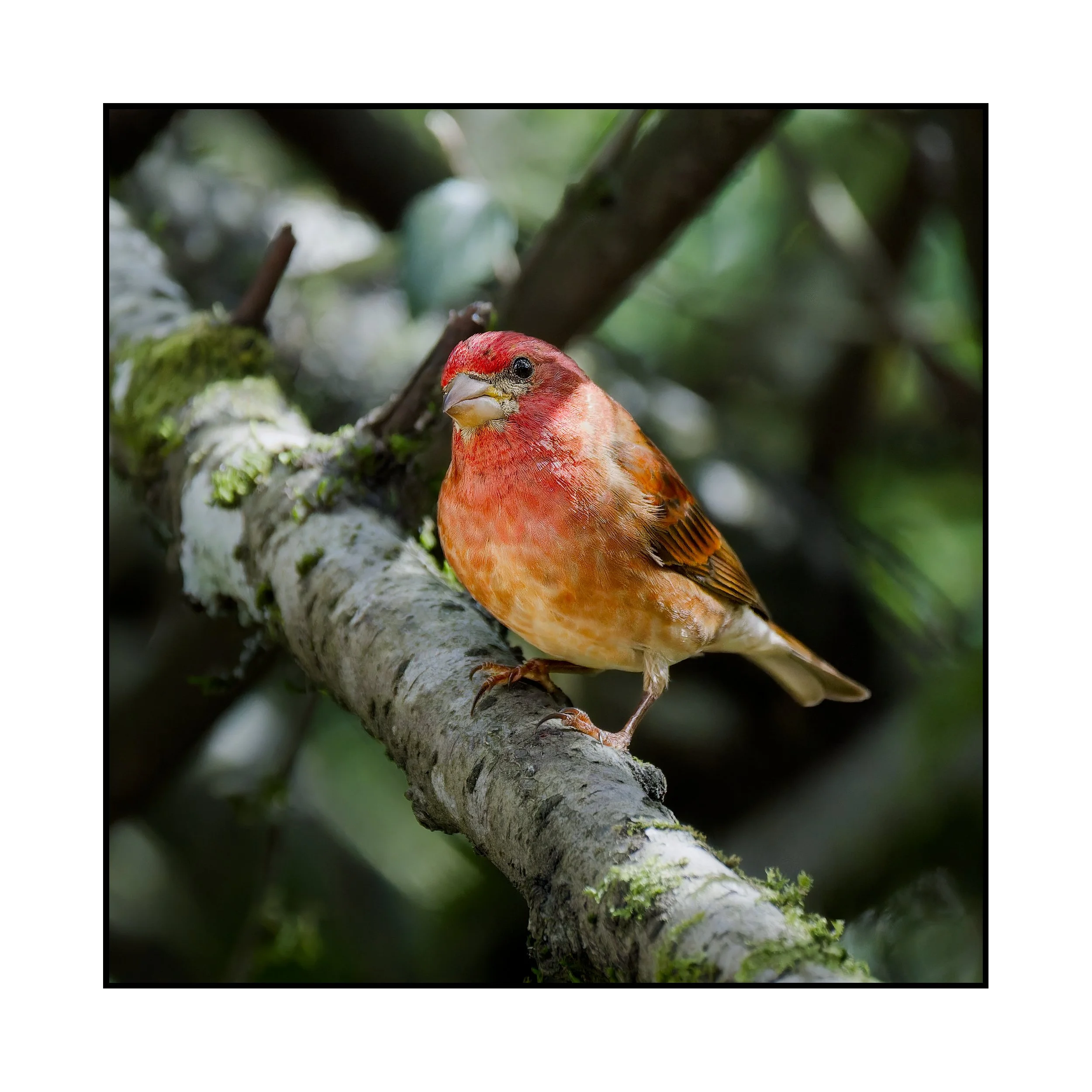 Purple Finch, Beaverton, Oregon, March 2026.