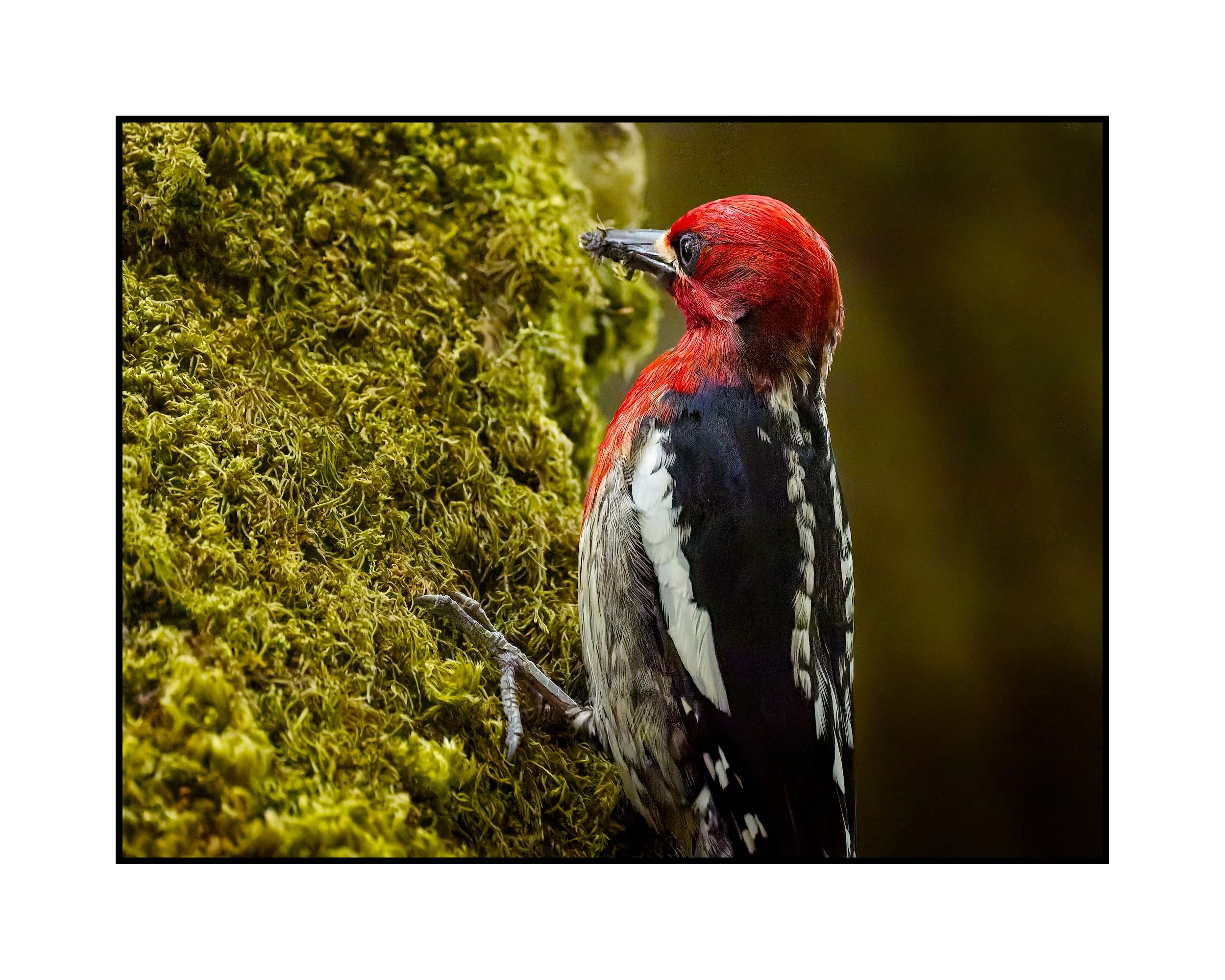Red-breasted sapsucker, Oaks Bottom Wildlife Refuge, May 2026.