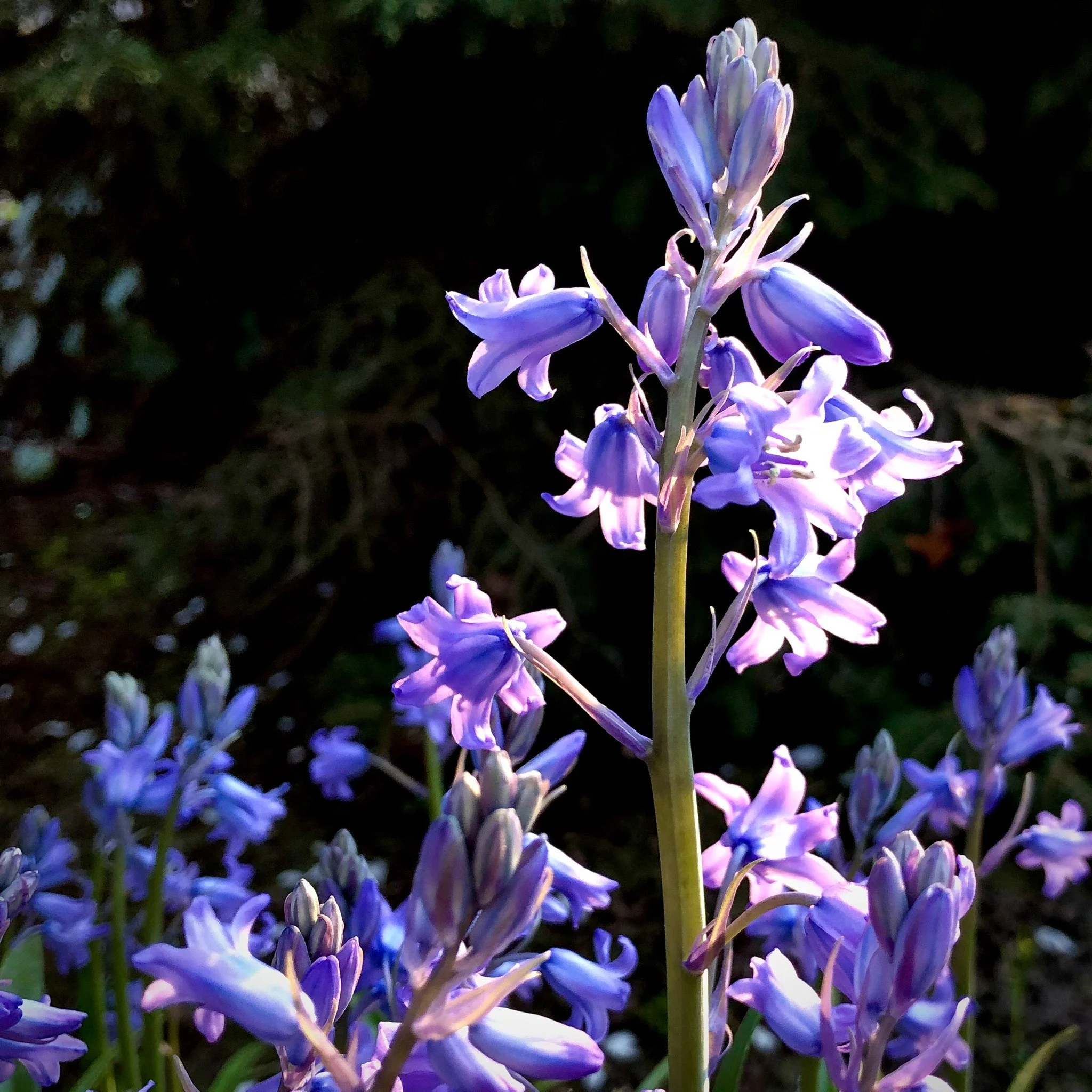 Close-up of purple and lavender hyacinth flowers blooming in sunlight with blurred dark foliage in background.
