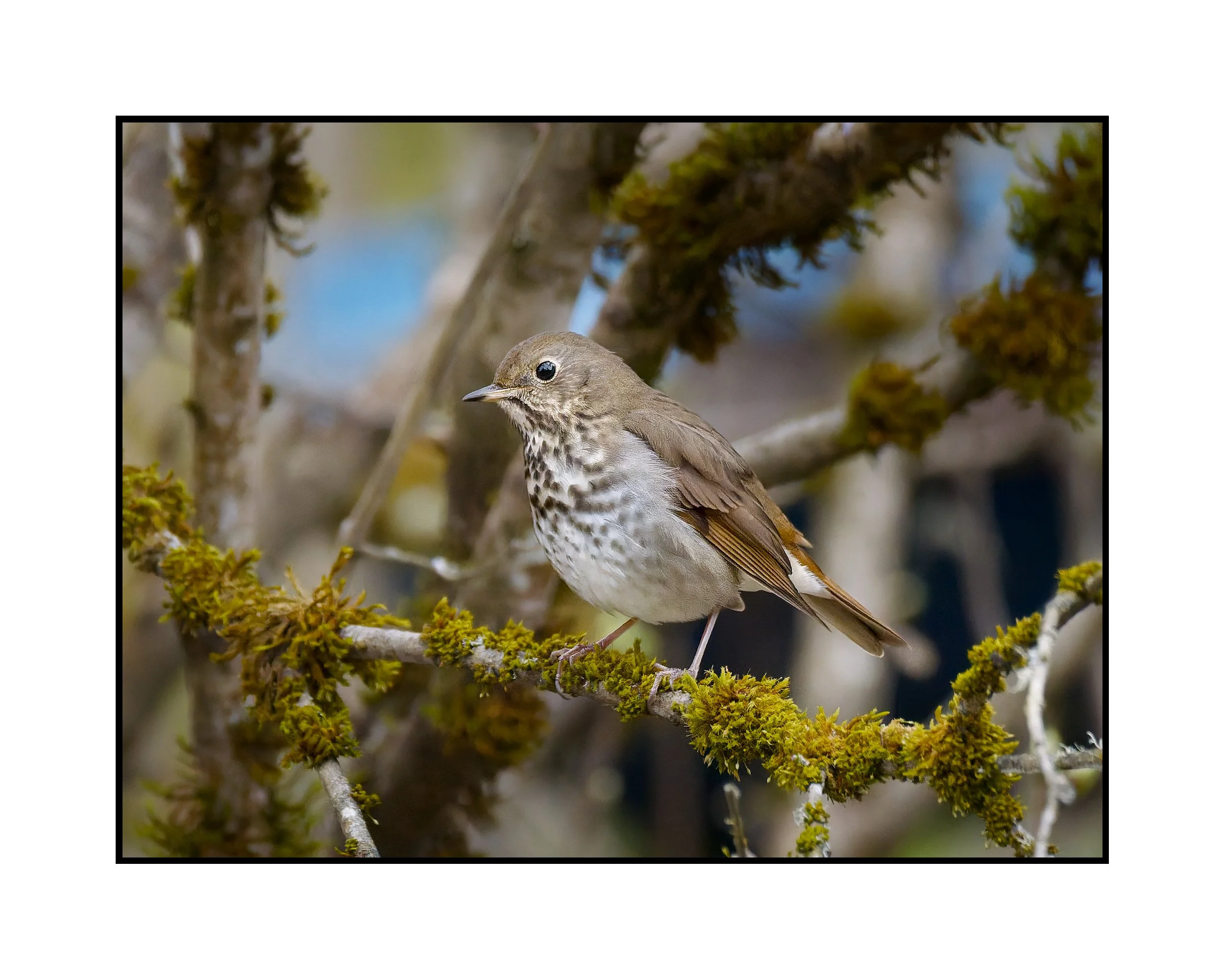 Hermit thrush, Beaverton, Oregon, March 2026