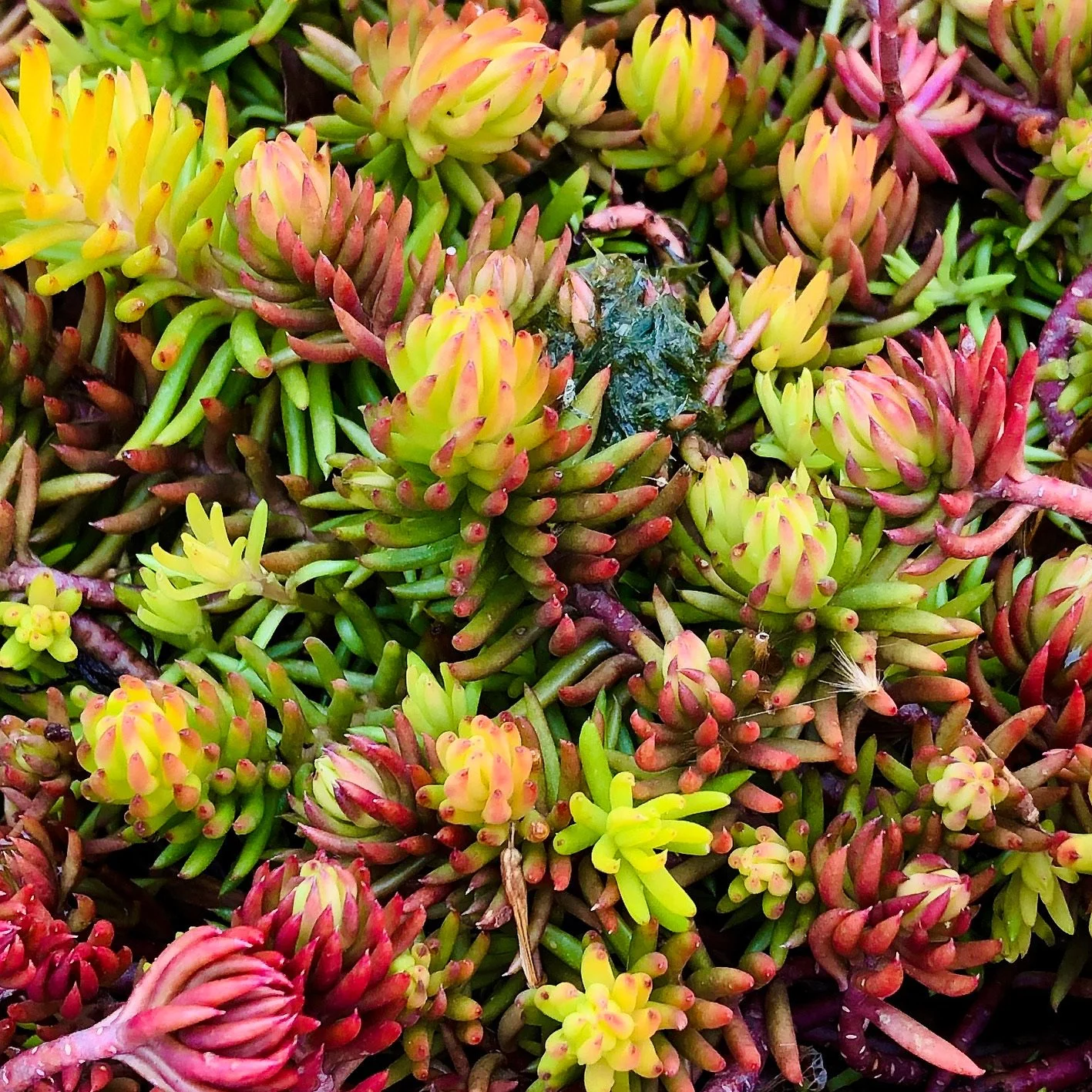 Close-up of various colorful succulent plants with green, yellow, and reddish-pink leaves.