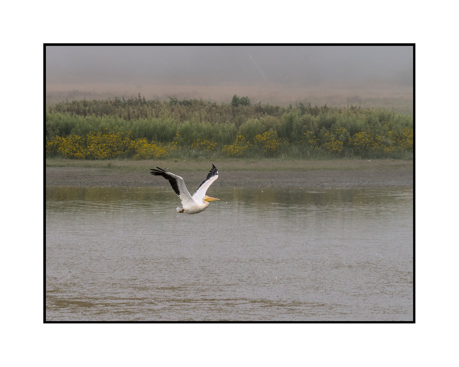 White pelican, Tualatin River National Wildlife Refuge, September 2025. 