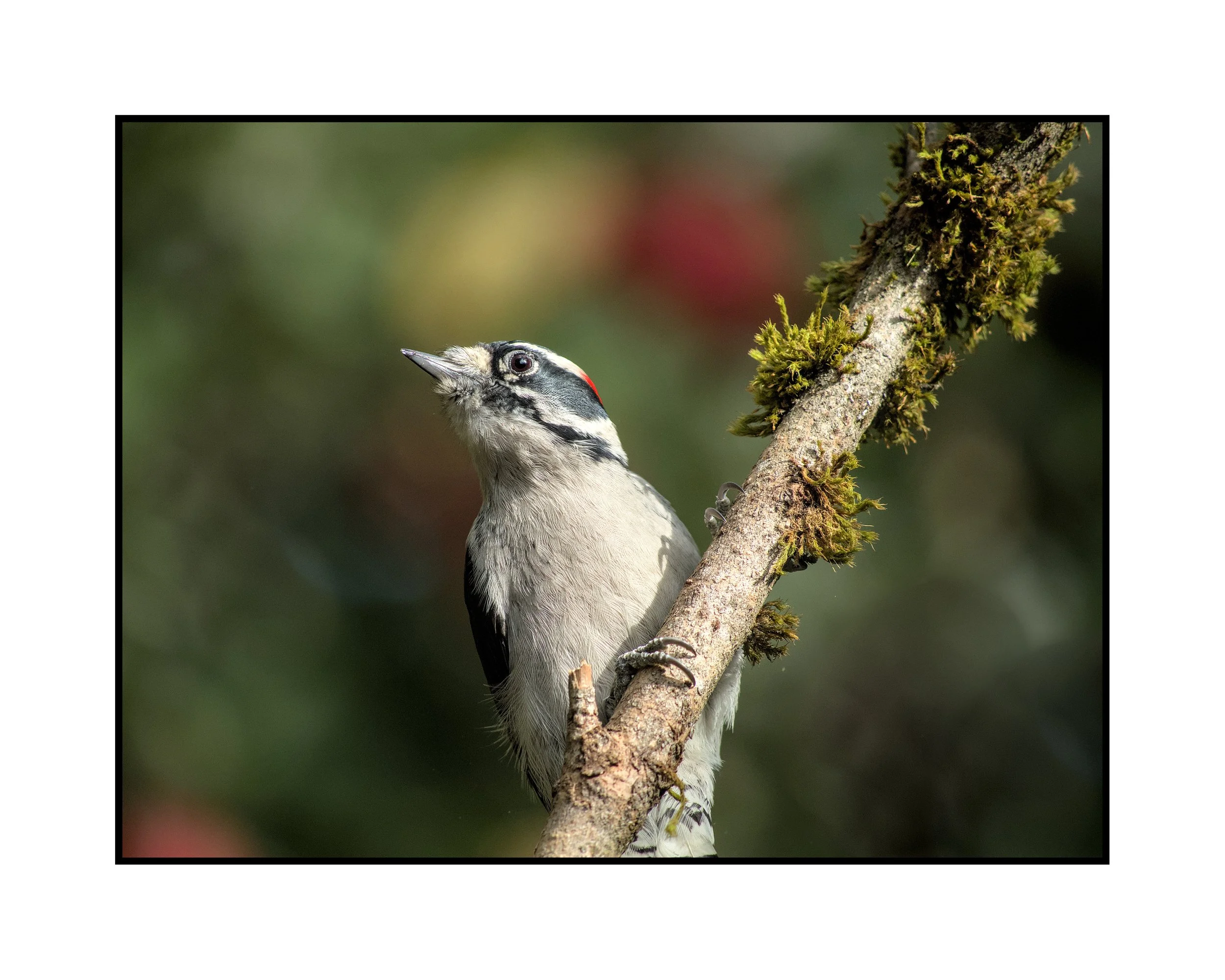 Downy woodpecker, Beaverton, Oregon, October 2025.