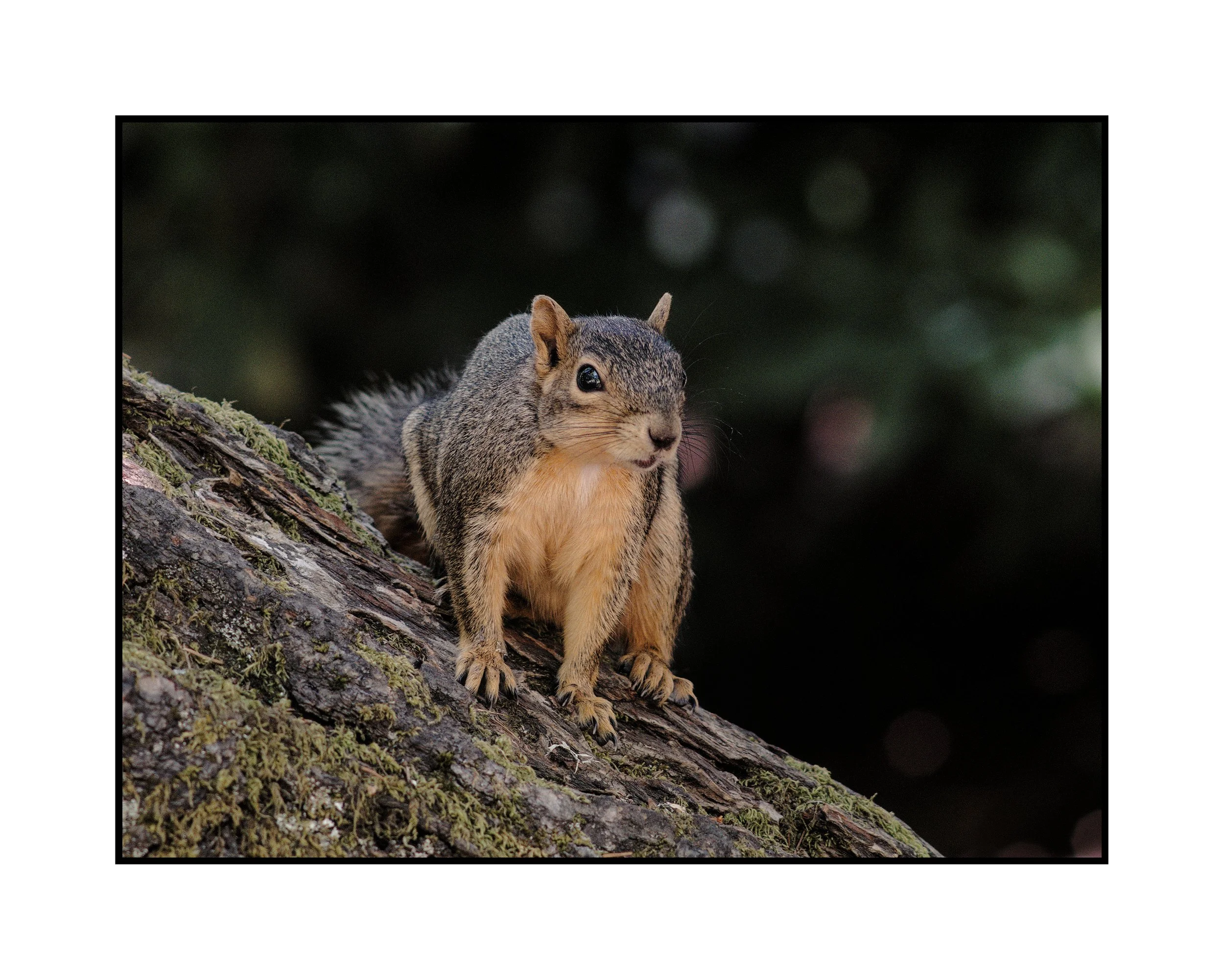 Squirrel, Summerlake Park, June 2025.