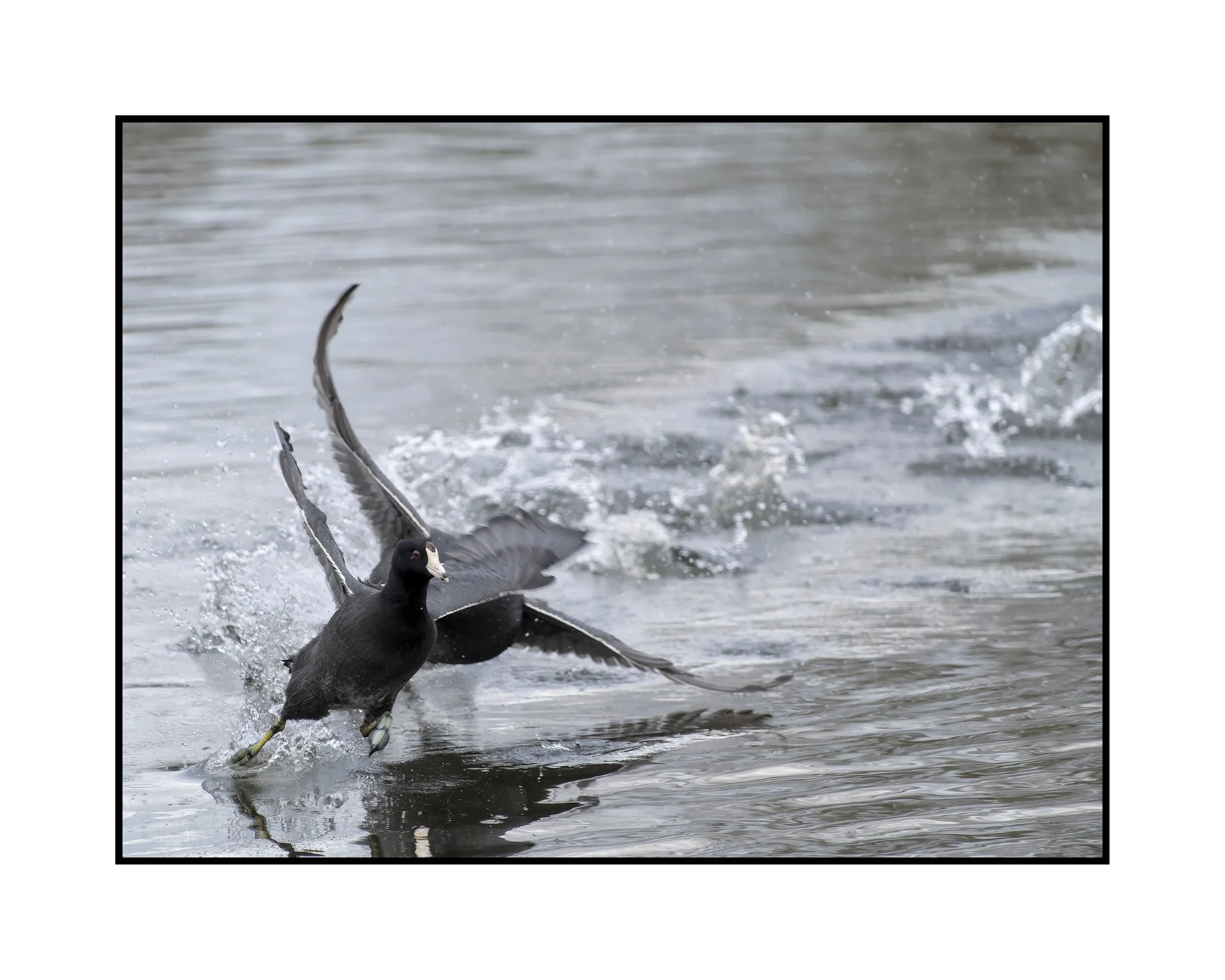 American coot is landing on water, Commonwealth Lake Park, November 2025.