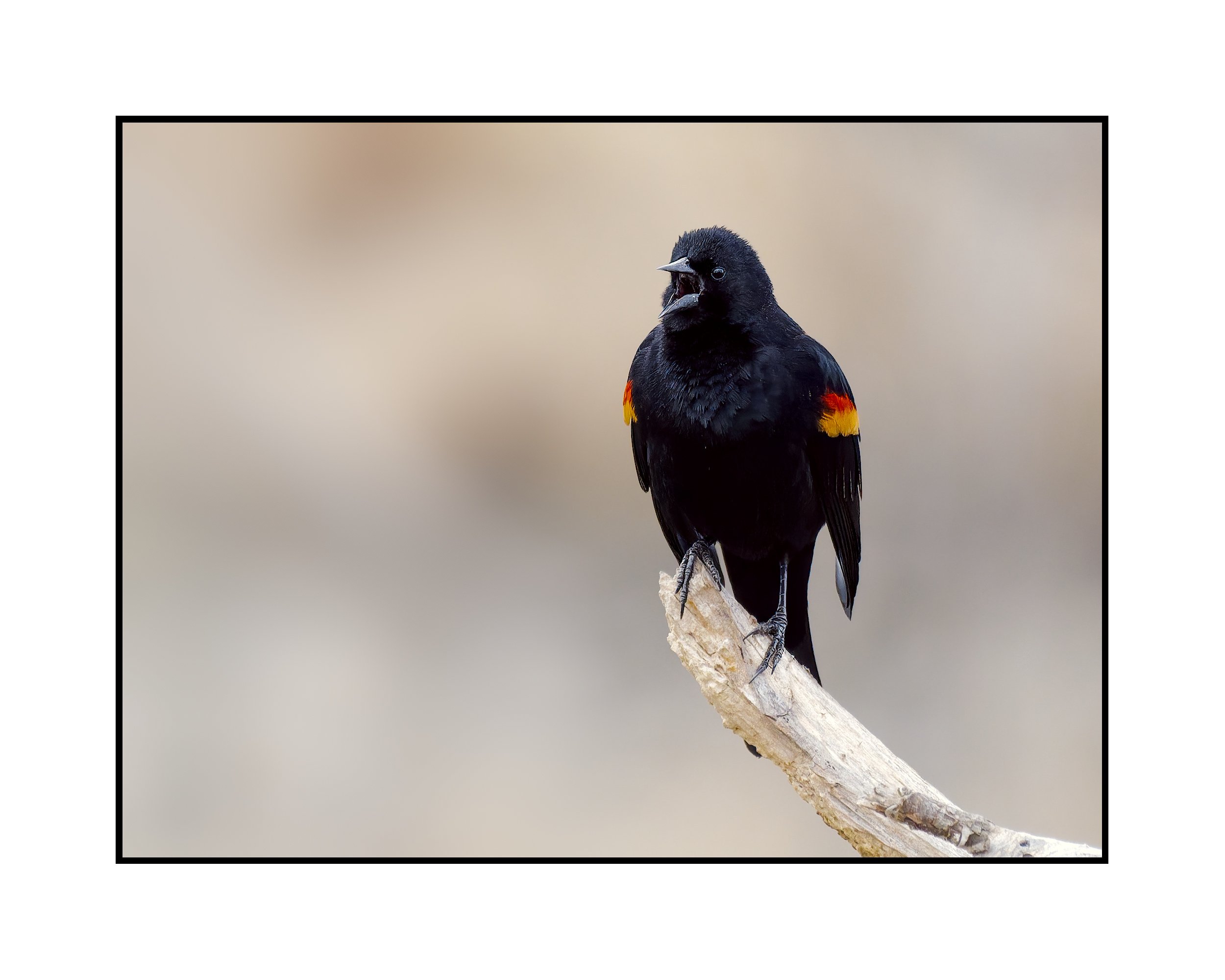 Red-winged Blackbird, Commonwealth Lake Park, March 2026