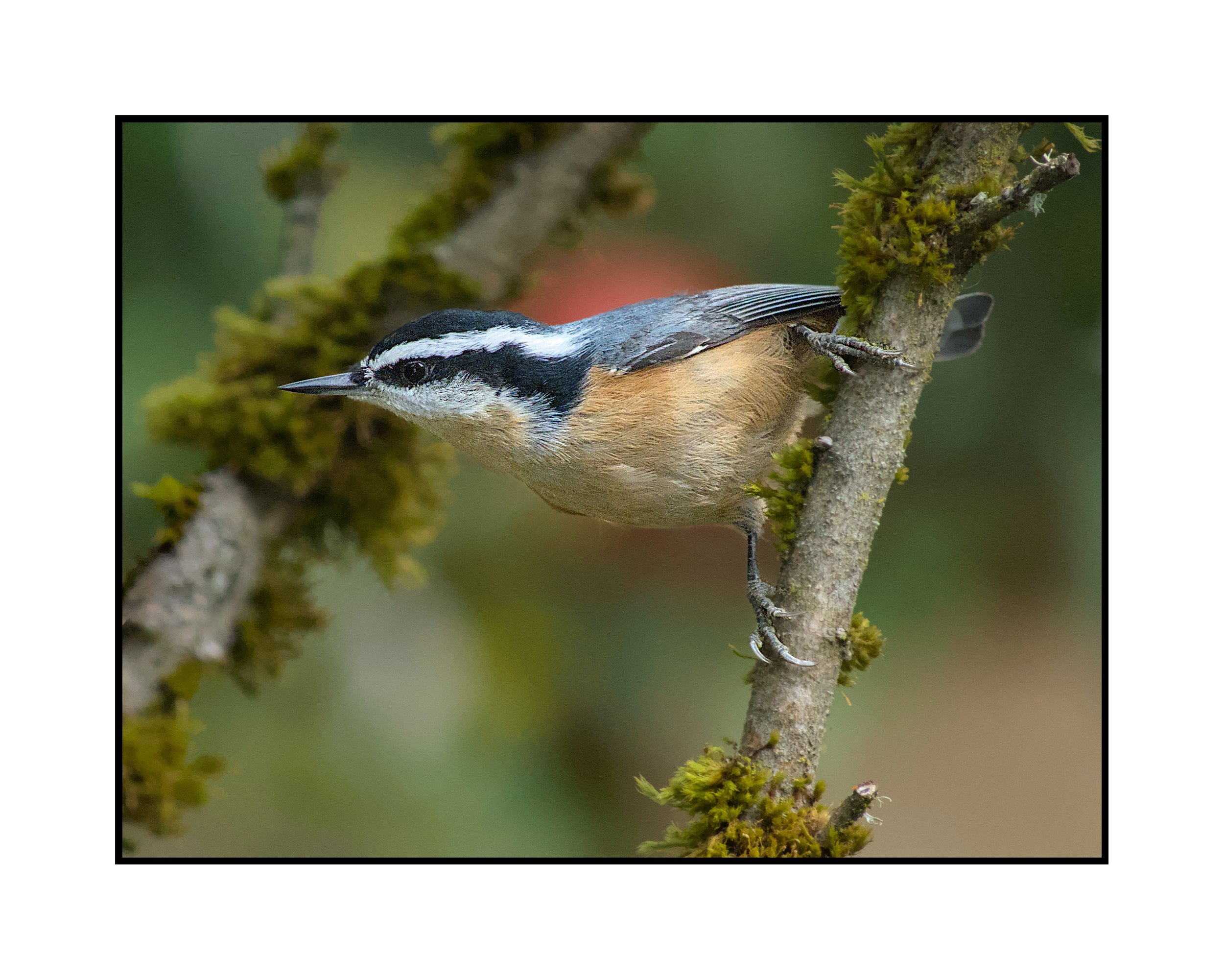 Red breasted nuthatch, Beaverton, Oregon, October 2025.