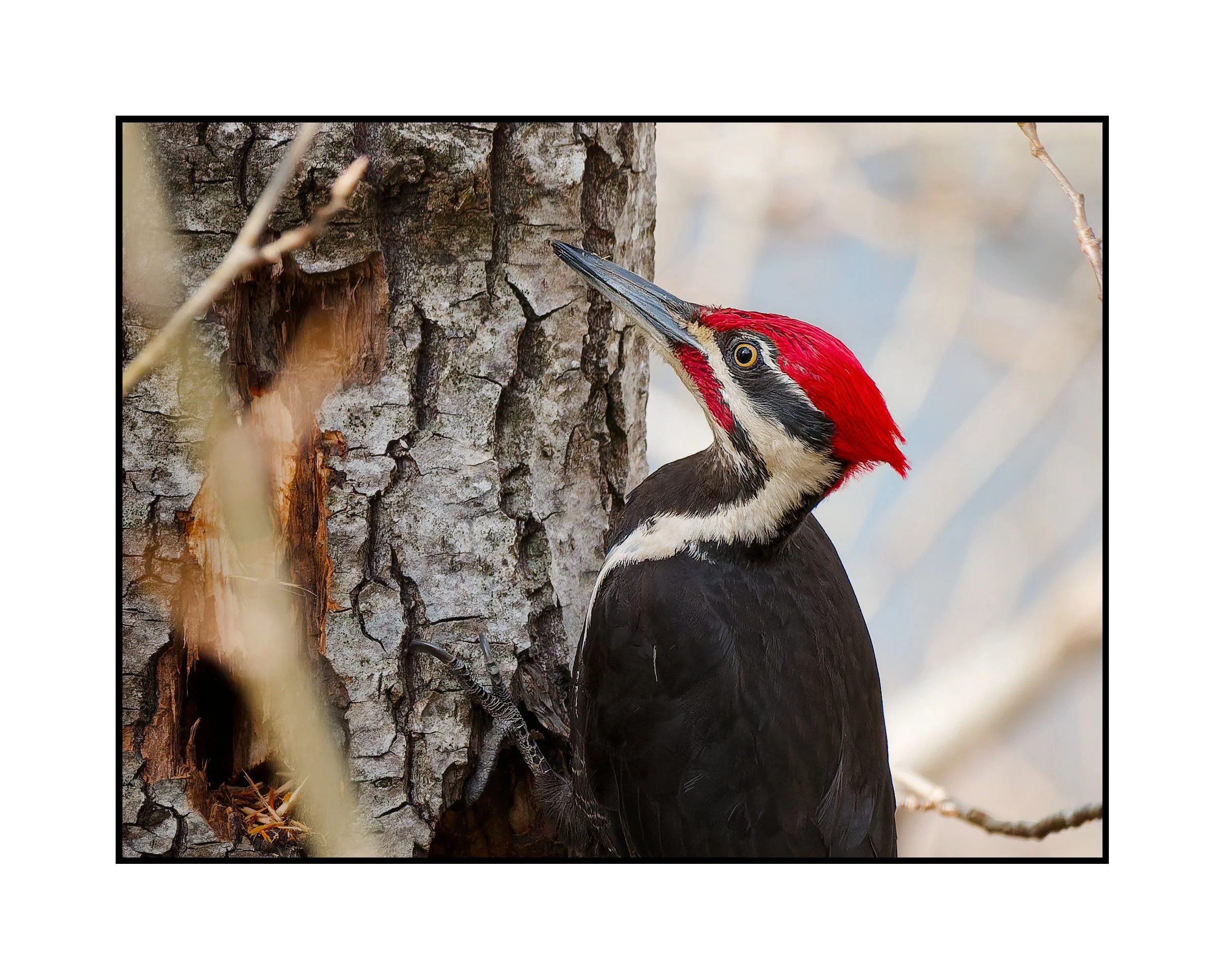 Pileated Woodpecker, Columbia River Gorge, March 2026