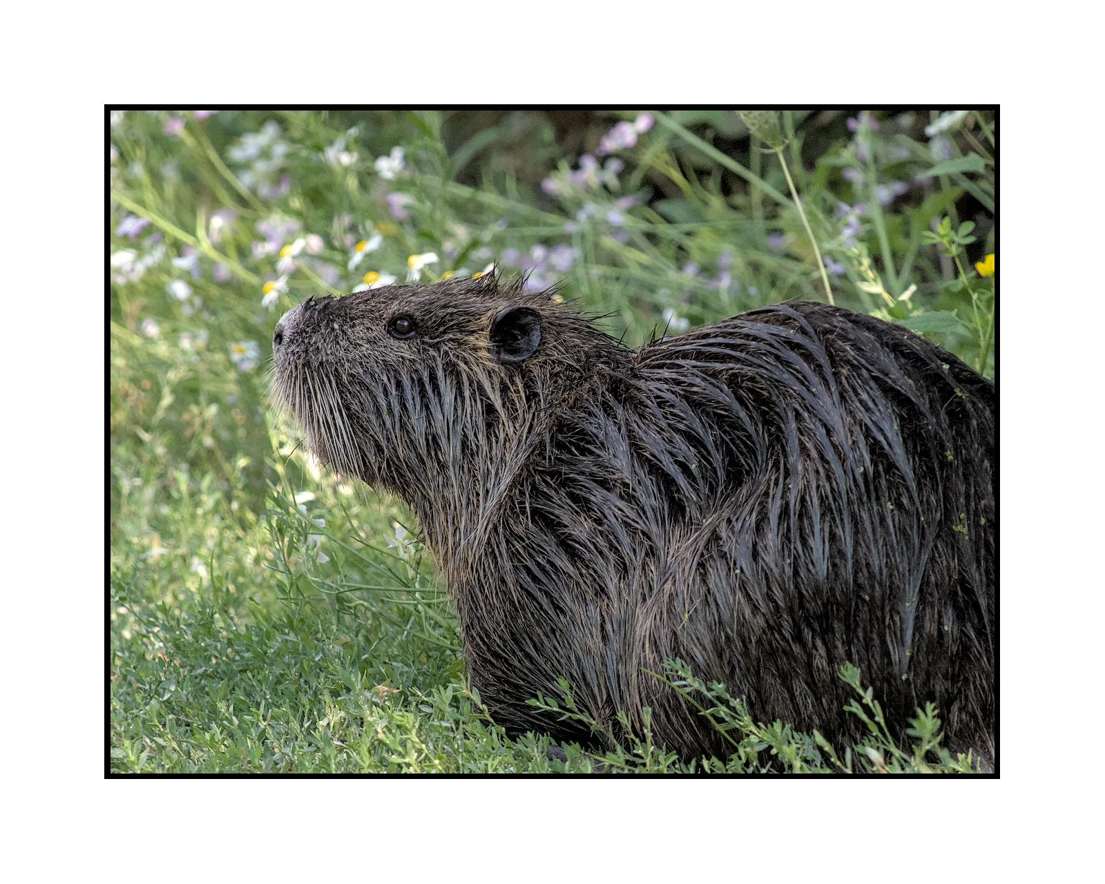 Nutria, Jackson Bottom Wetlands, August 2025.