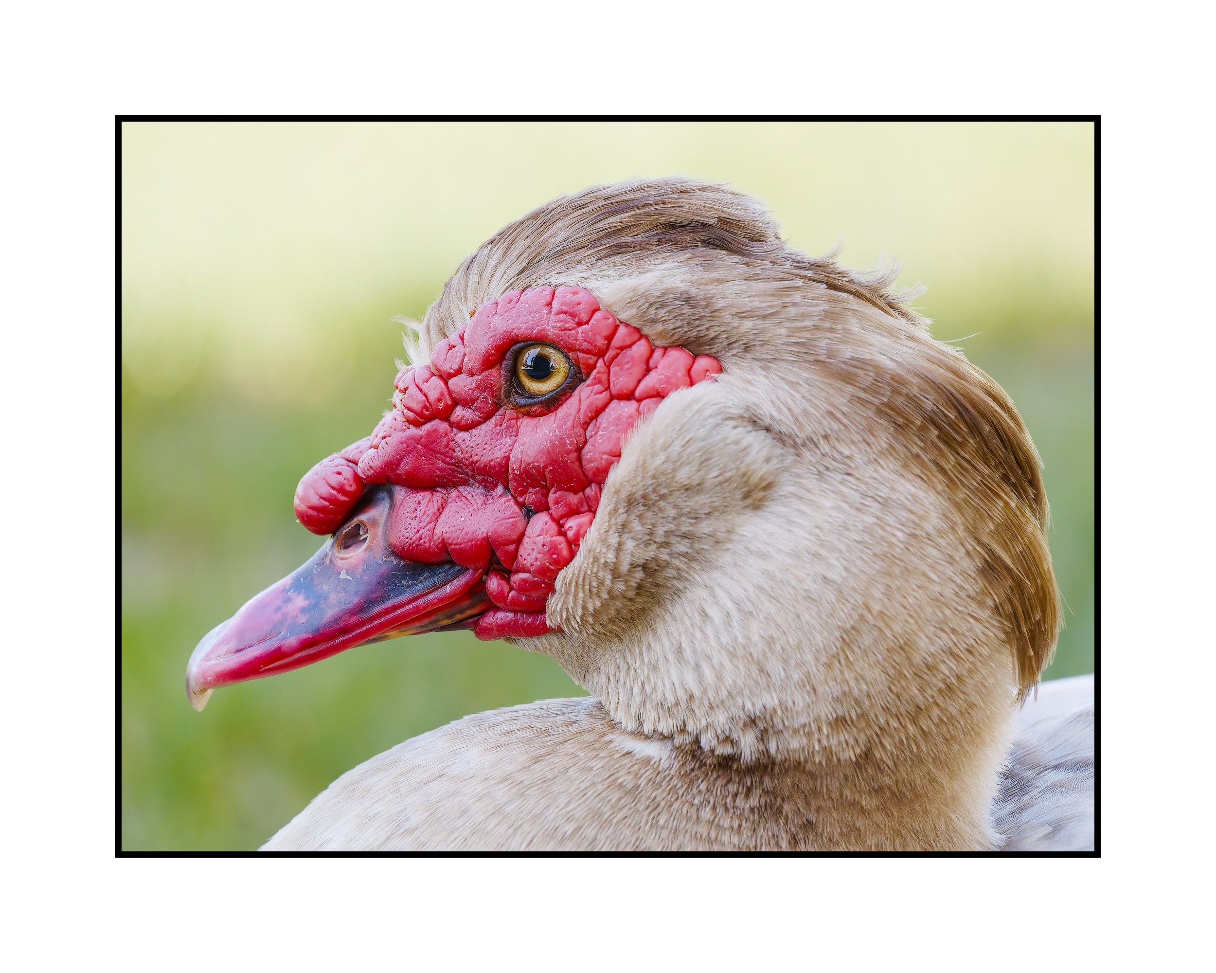 Muscovy duck, Hillsboro, Oregon, April 2026.