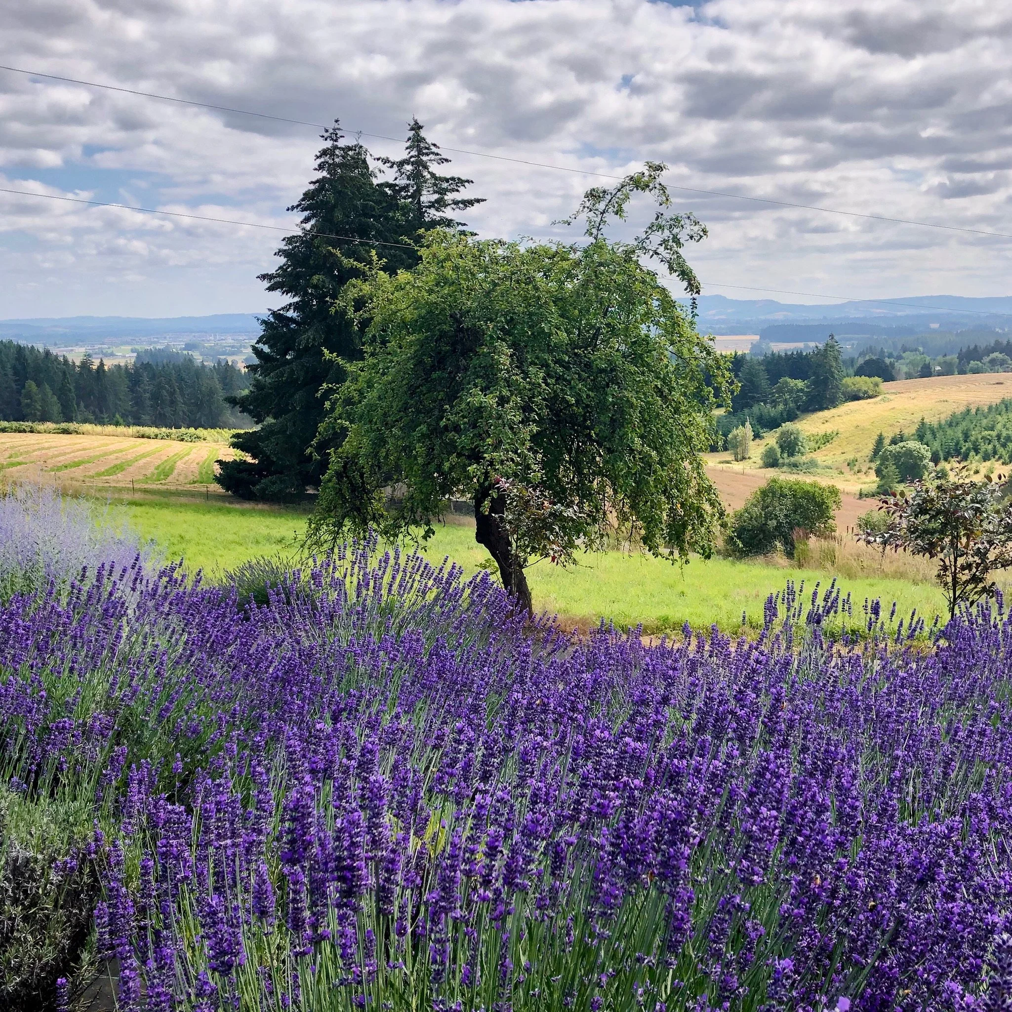 A scenic landscape with a field of blooming lavender in the foreground, a green tree in the middle ground, and rolling hills and forested areas under a partly cloudy sky in the background.