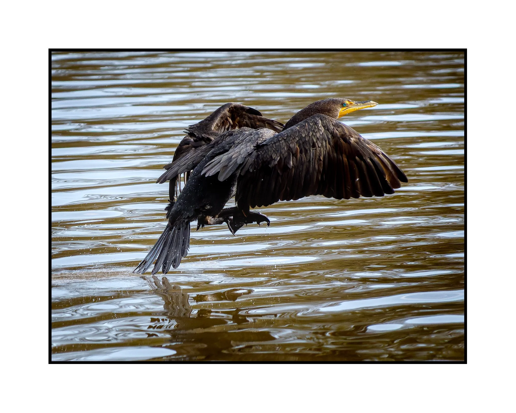 A double breasted cormorant, Commonwealth Lake Park, December 2025.