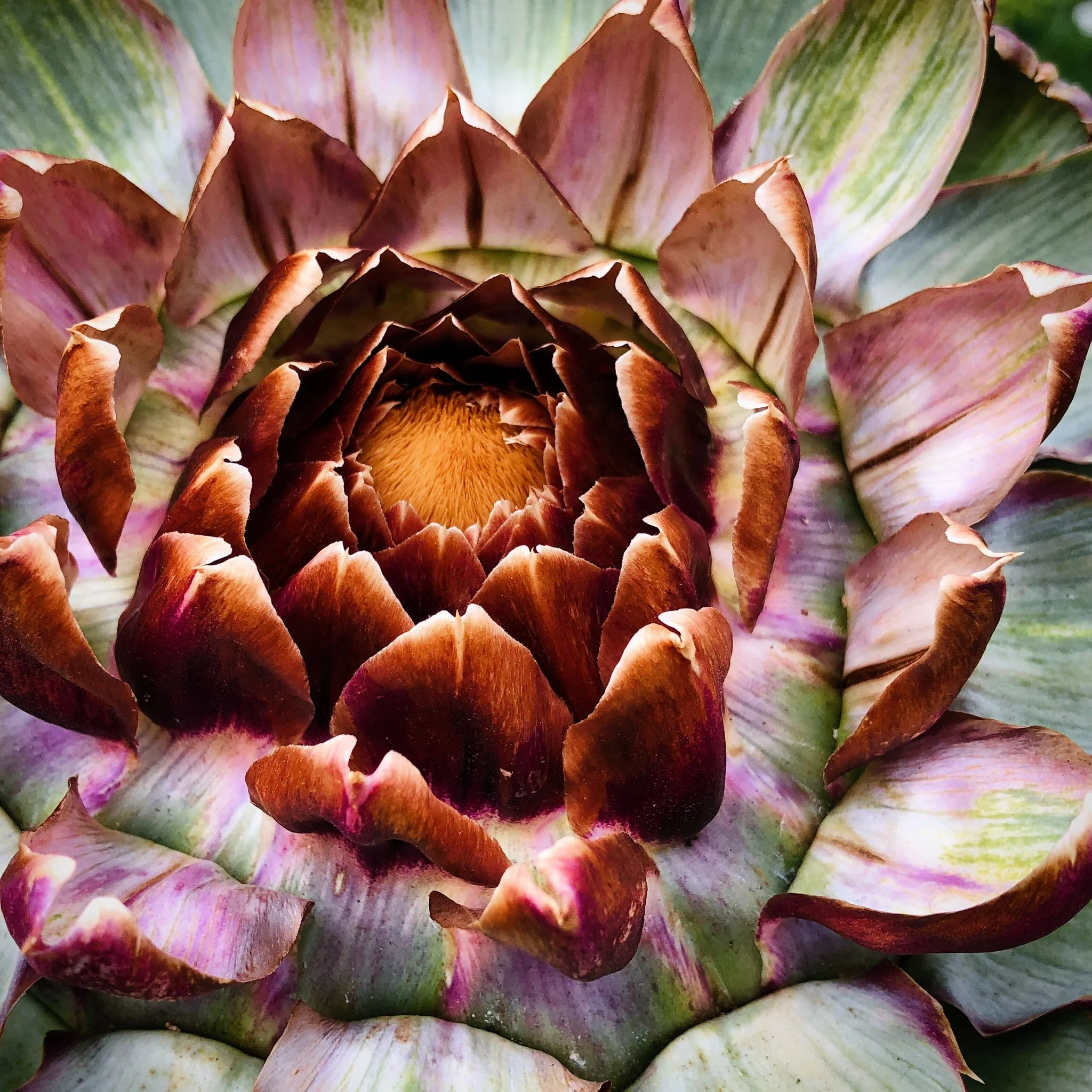 Close-up of a blooming artichoke flower with purple and green leaves.