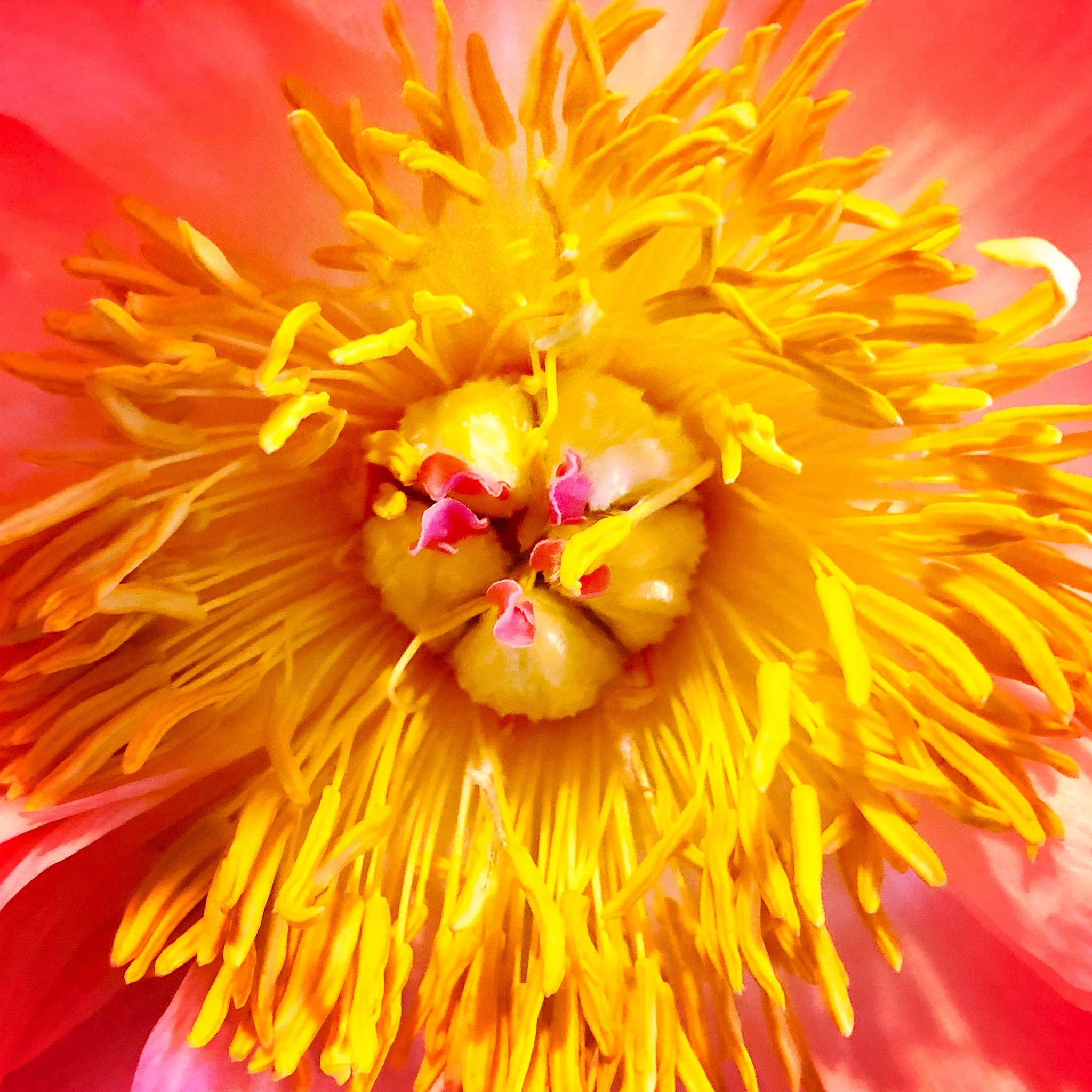 Close-up of the center of a pink and yellow flower showing yellow stamens and pink-tipped pistils.