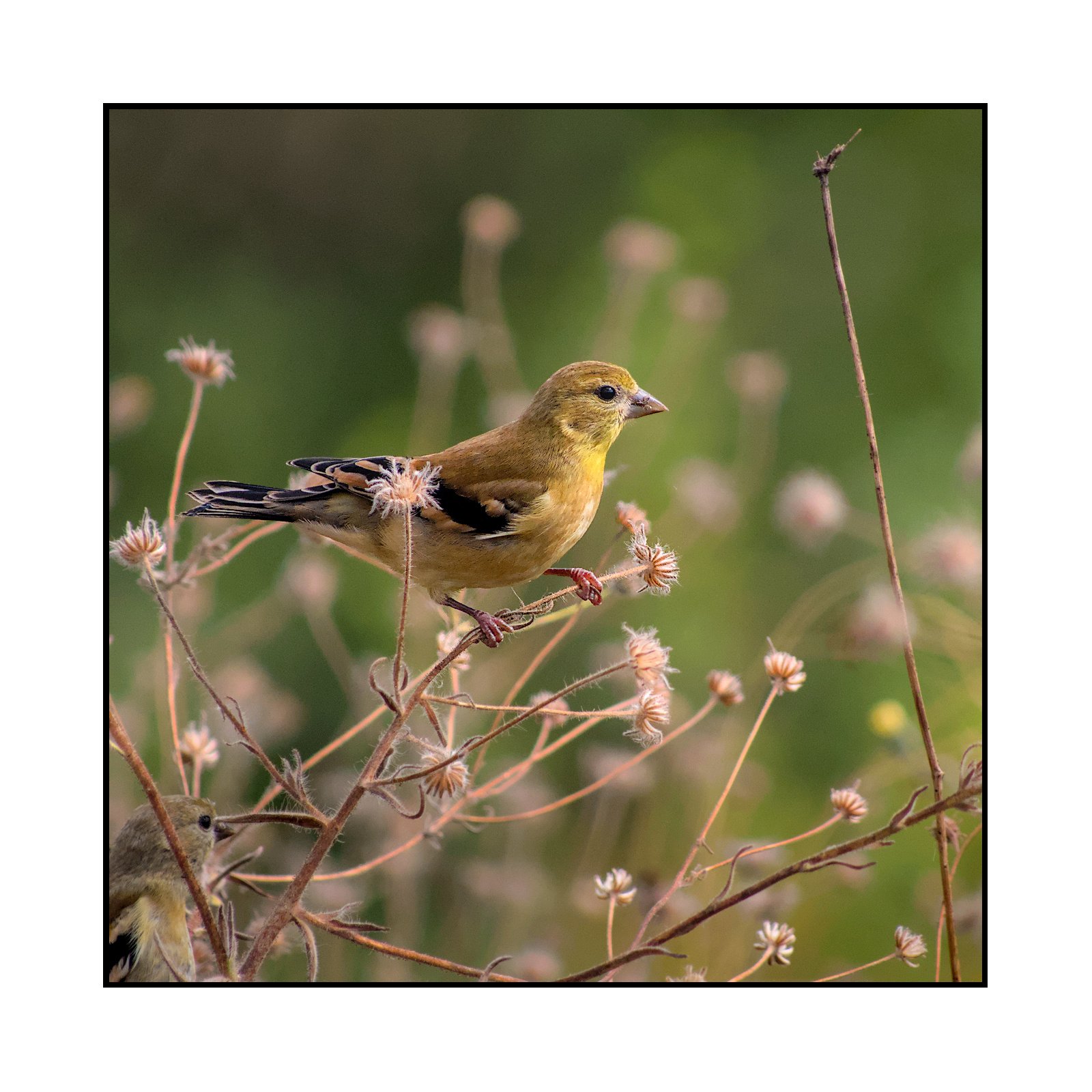 Goldfinch, Jackson Bottom Wetlands, August 2025.