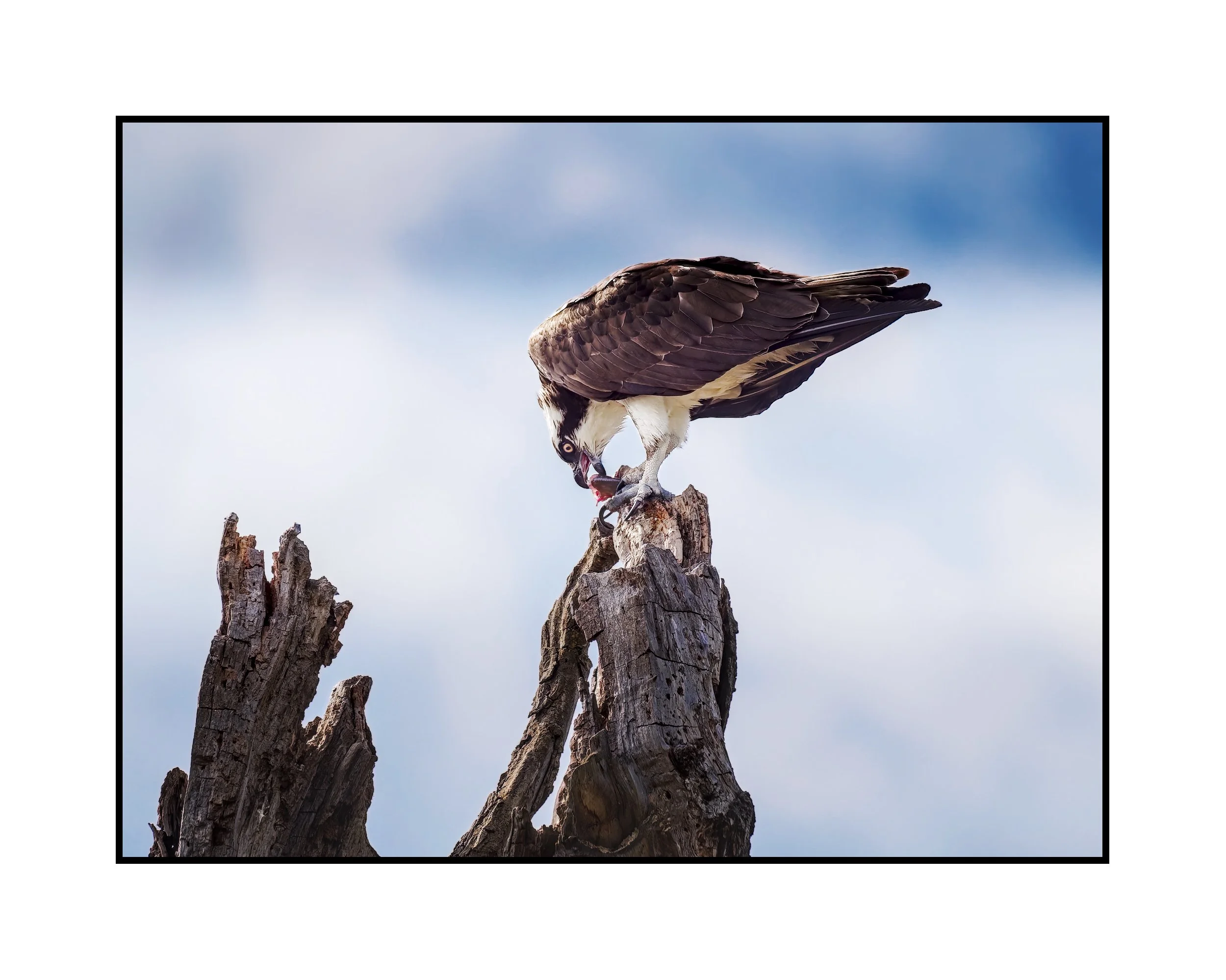 Osprey eating a meal, Commonwealth Lake Park, April 2026.