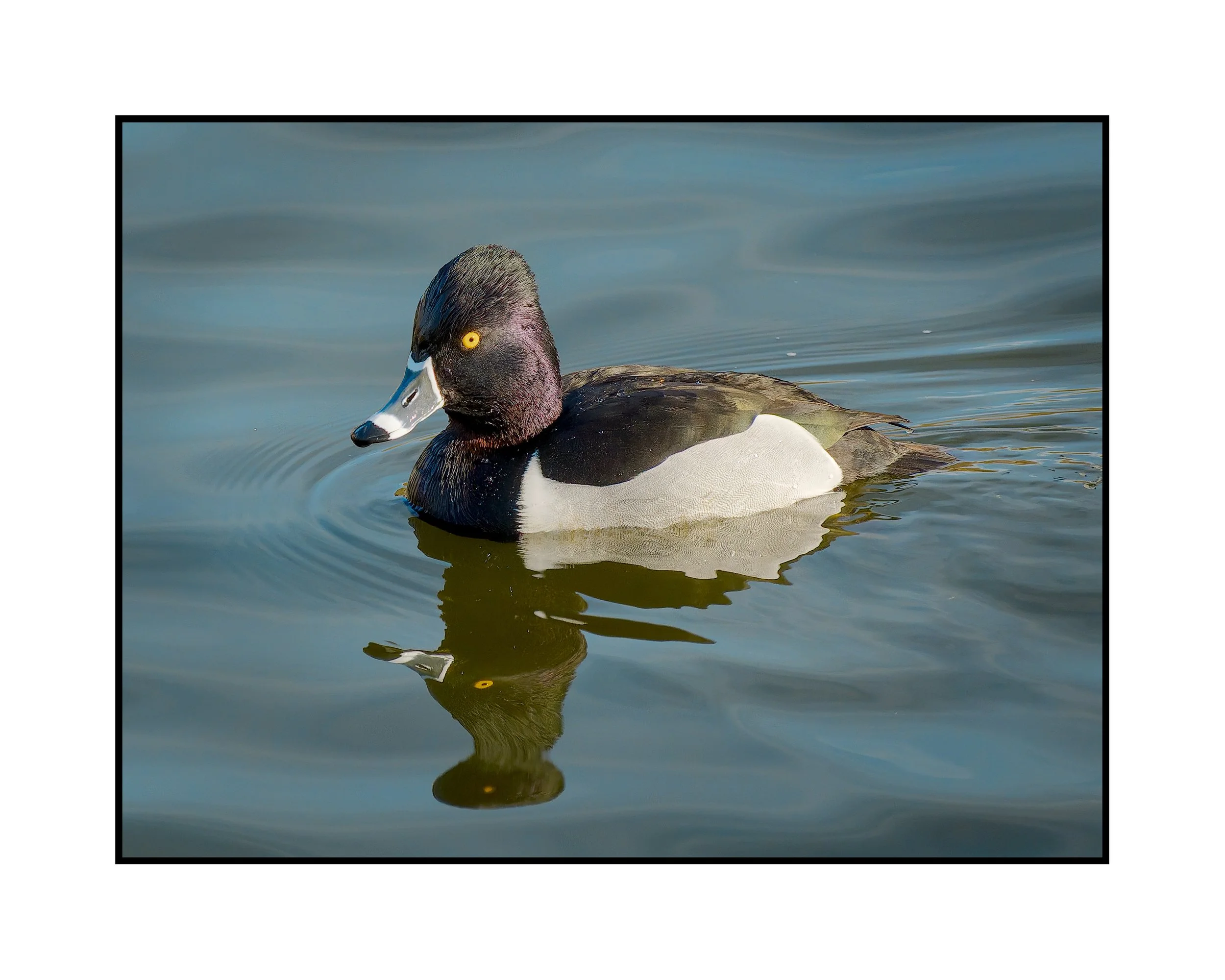 Ring necked duck, Commonwealth Lake Park, January 2025.