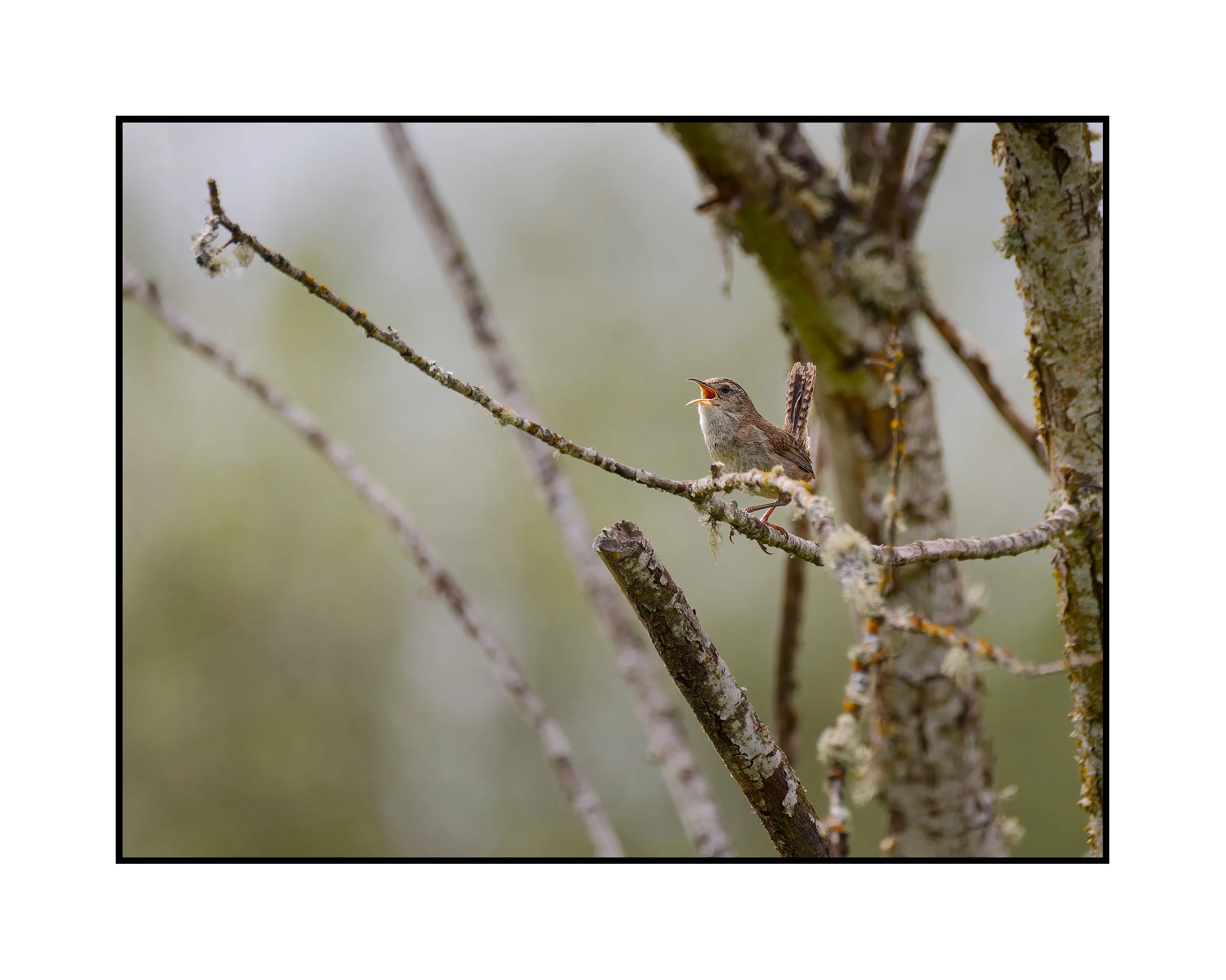 Marsh wren, Commonwealth Lake Park, July 2026.