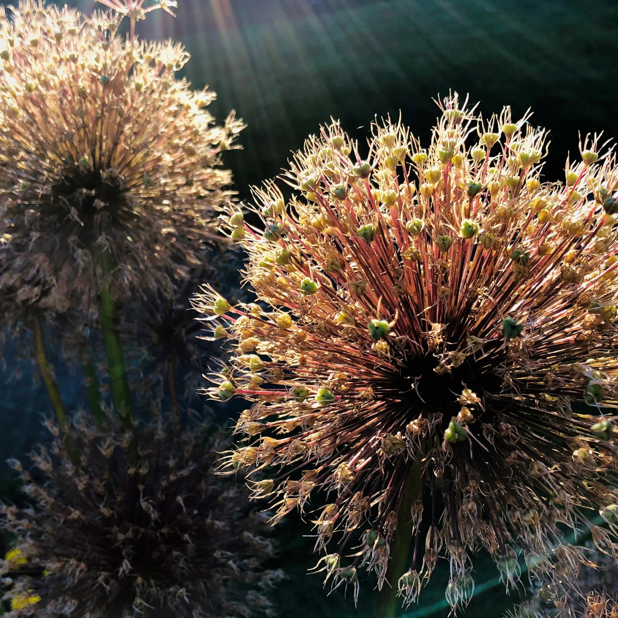 Close-up of dried, spiky flower heads with small yellow-green buds, illuminated by sunlight with lens flare effect.