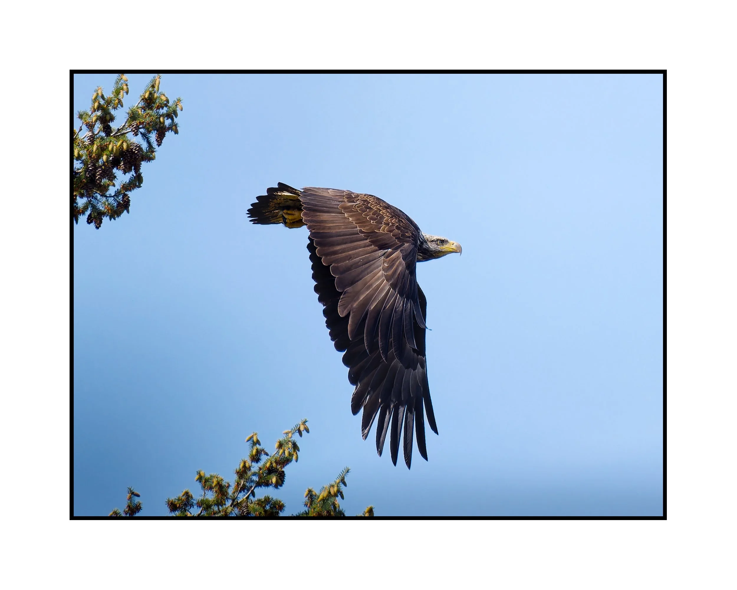 Juvenile Bald Eagle, Commonwealth Lake Park, April 2026.