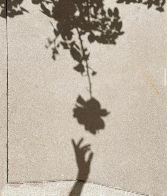 Schatten einer Hand, die eine Blume hält, auf einer Wand, mit Ästen und Blättern darüber.
