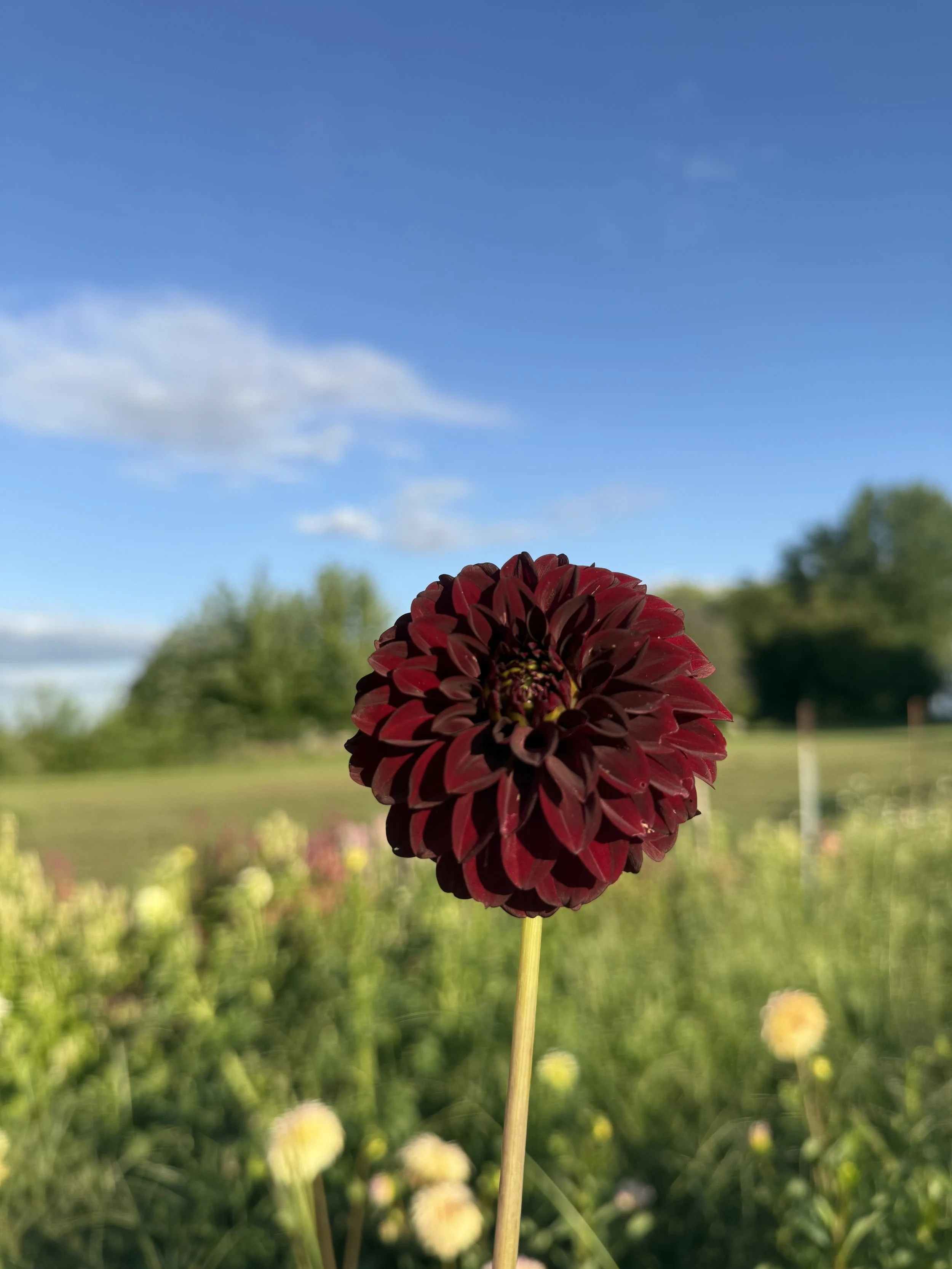 IMG_3571.jpeg