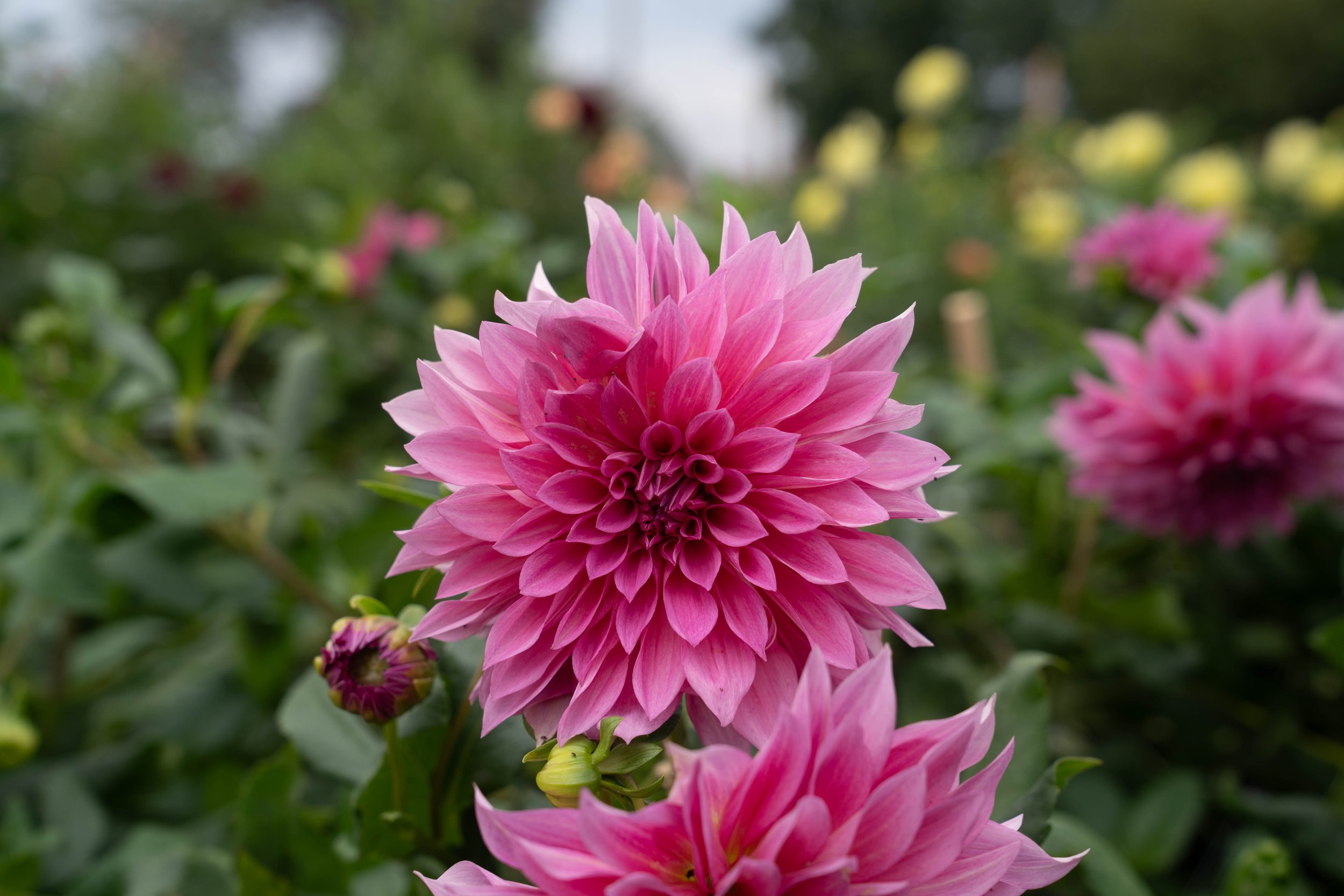Cafe Au Lait Rose
