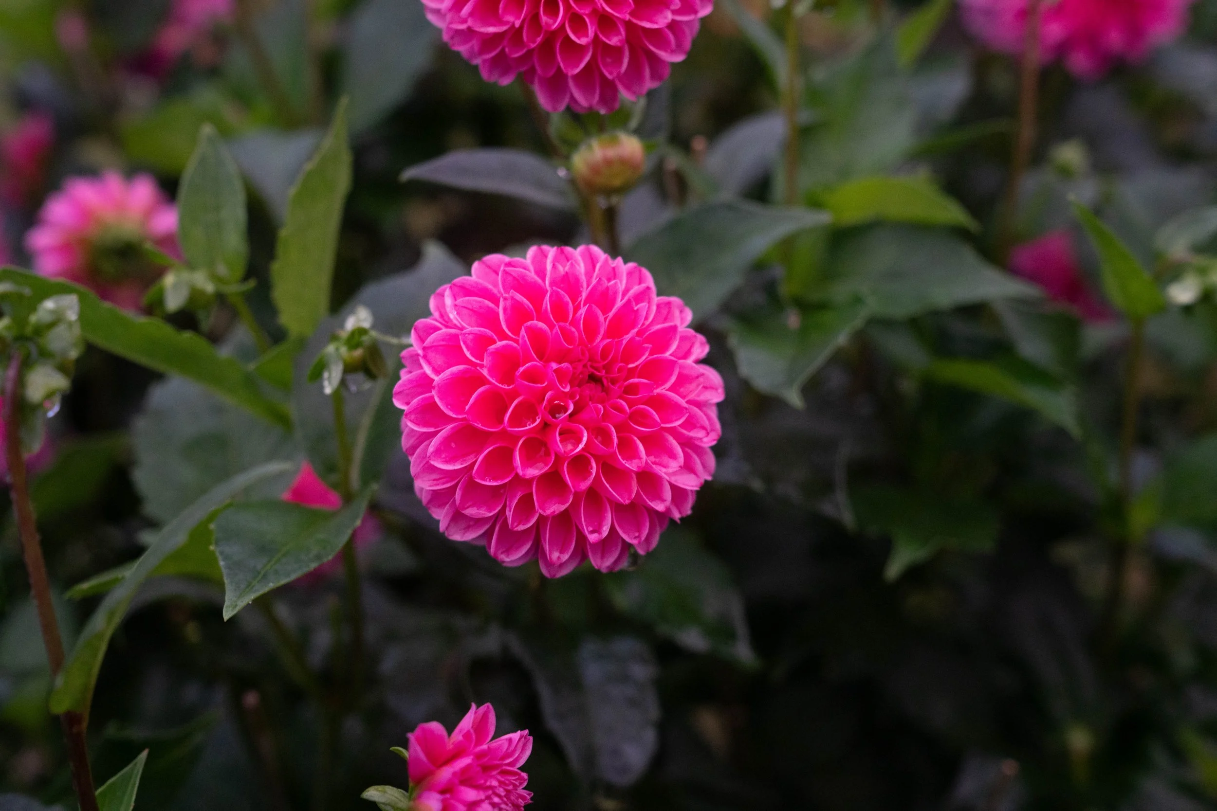 DSC00446.jpg