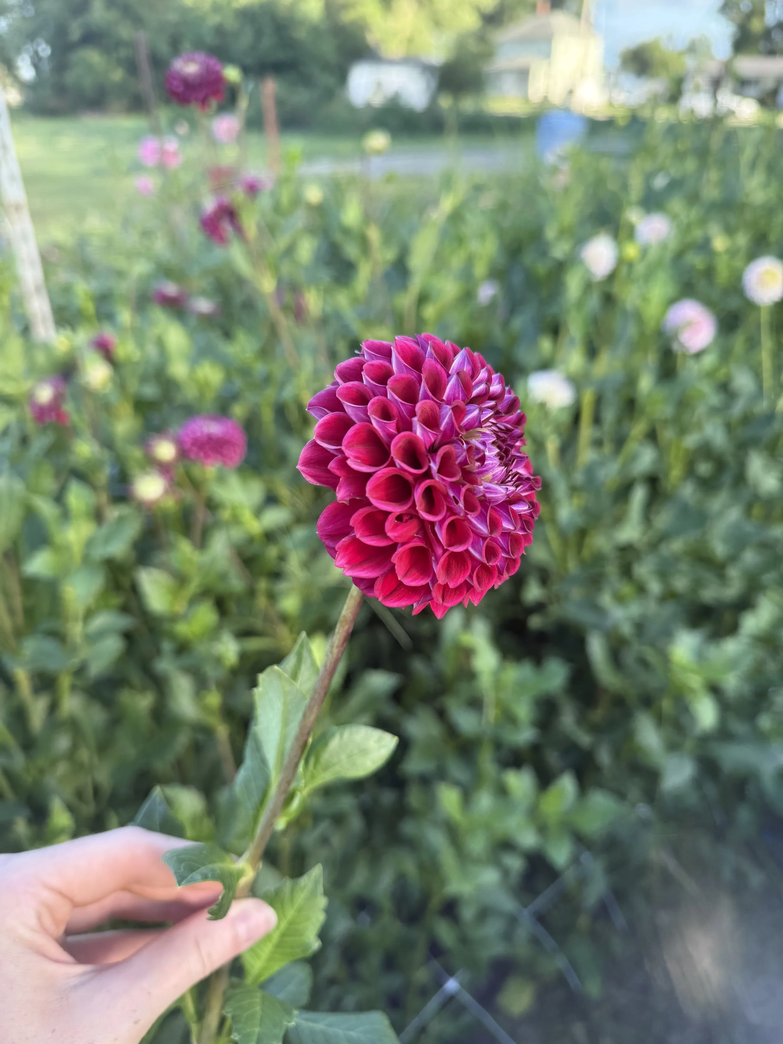 IMG_3552.jpeg