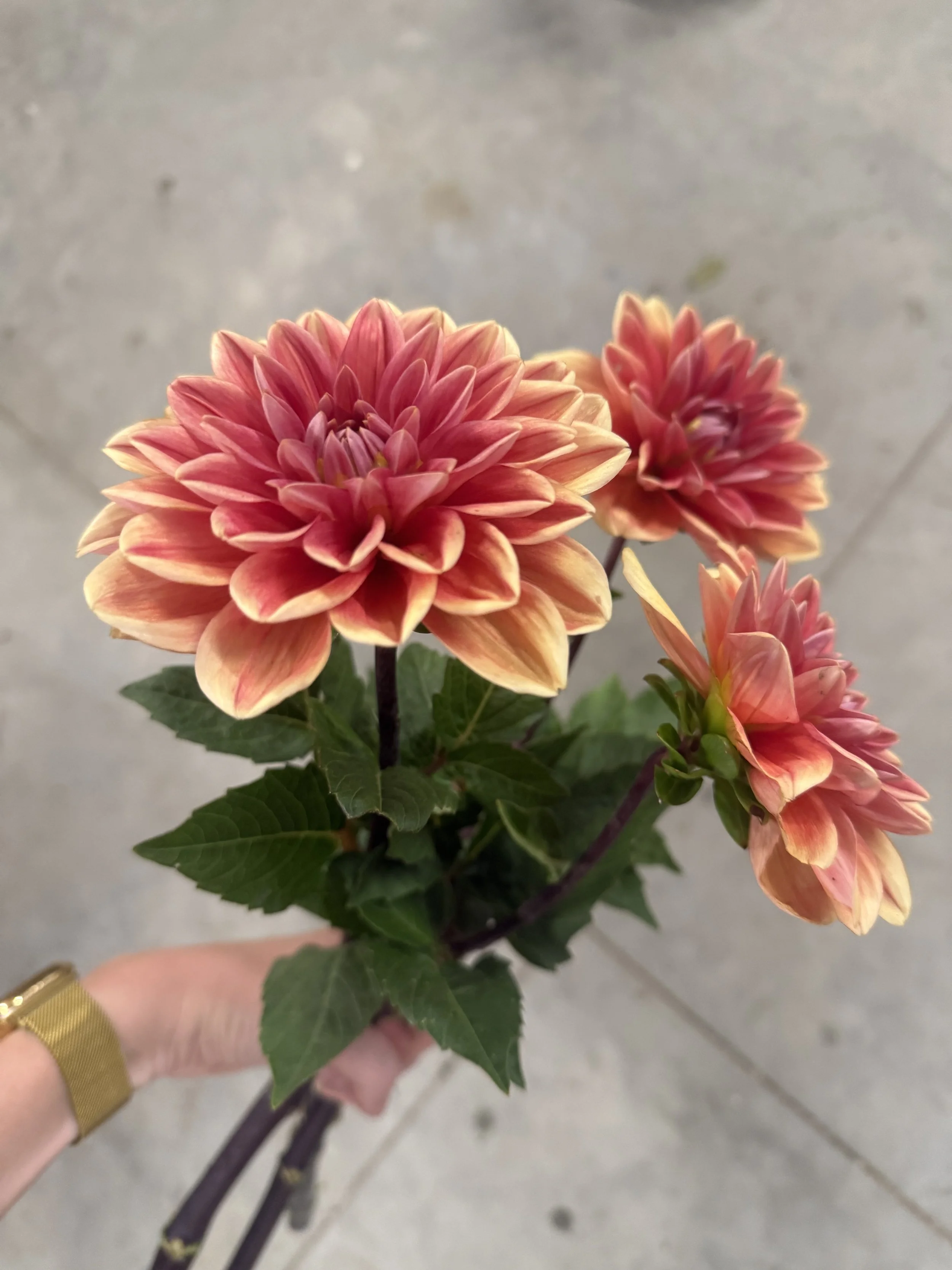 IMG_3515.jpeg