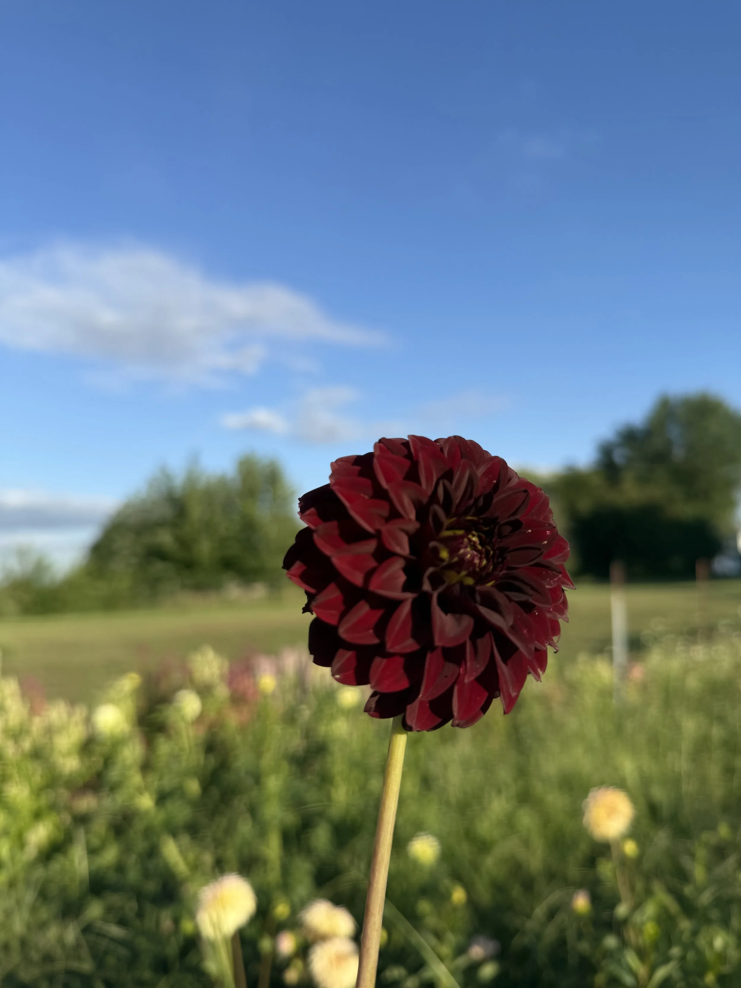 IMG_3572.jpeg