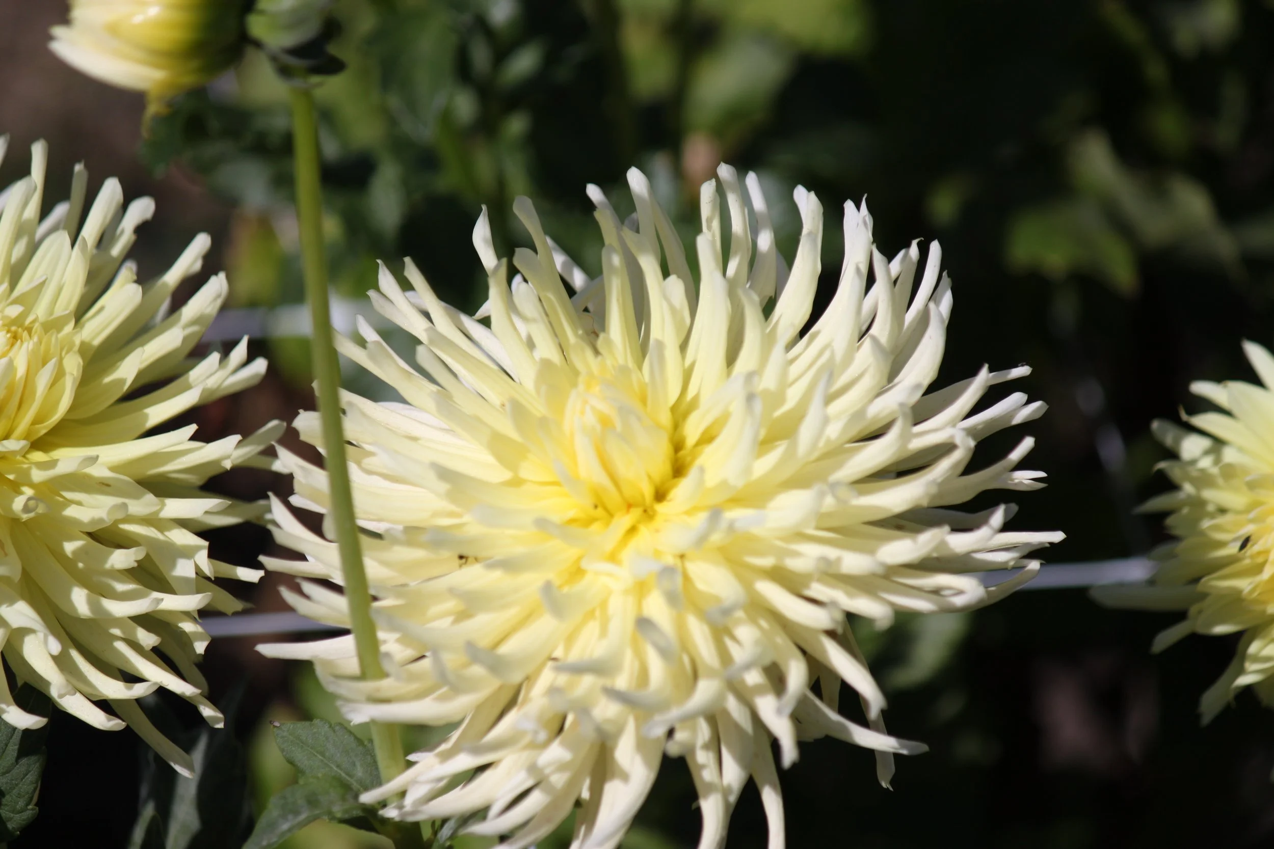 Yellow Star