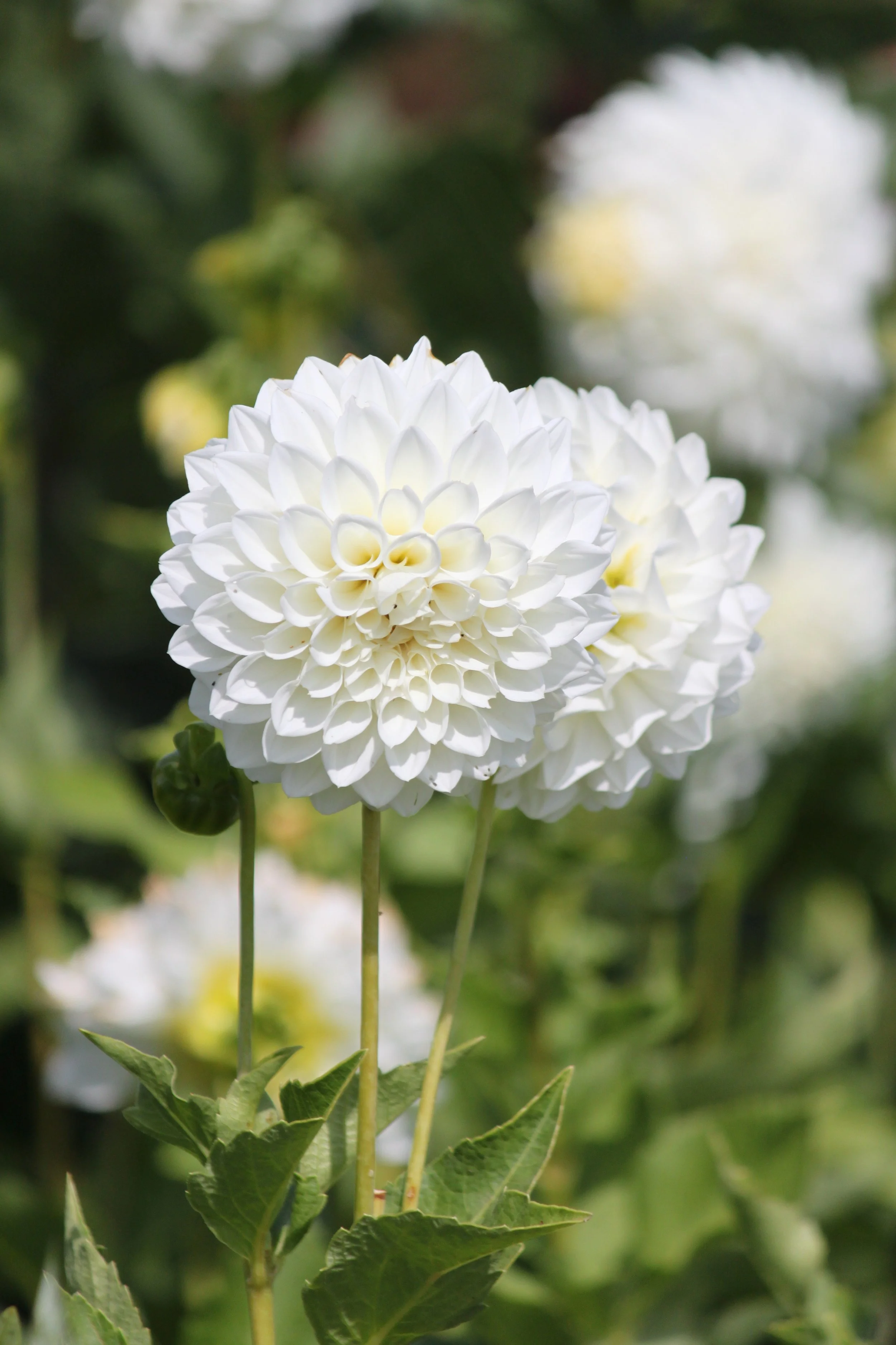 Bloomquist Snow White