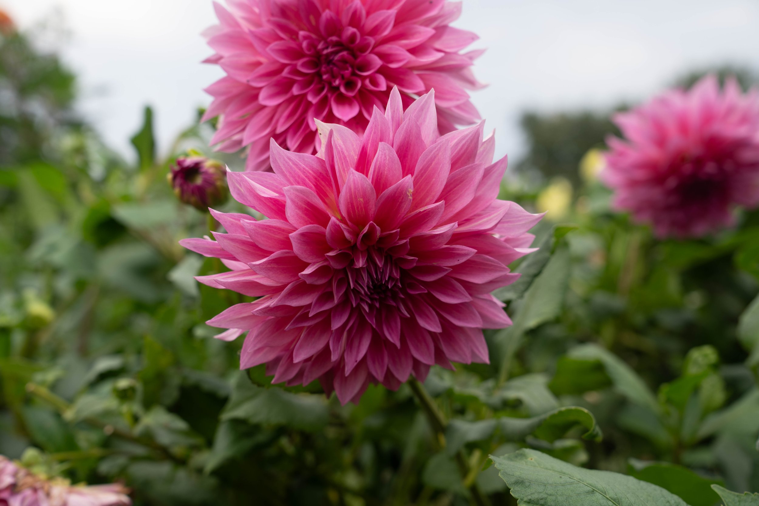 DSC00370.jpg