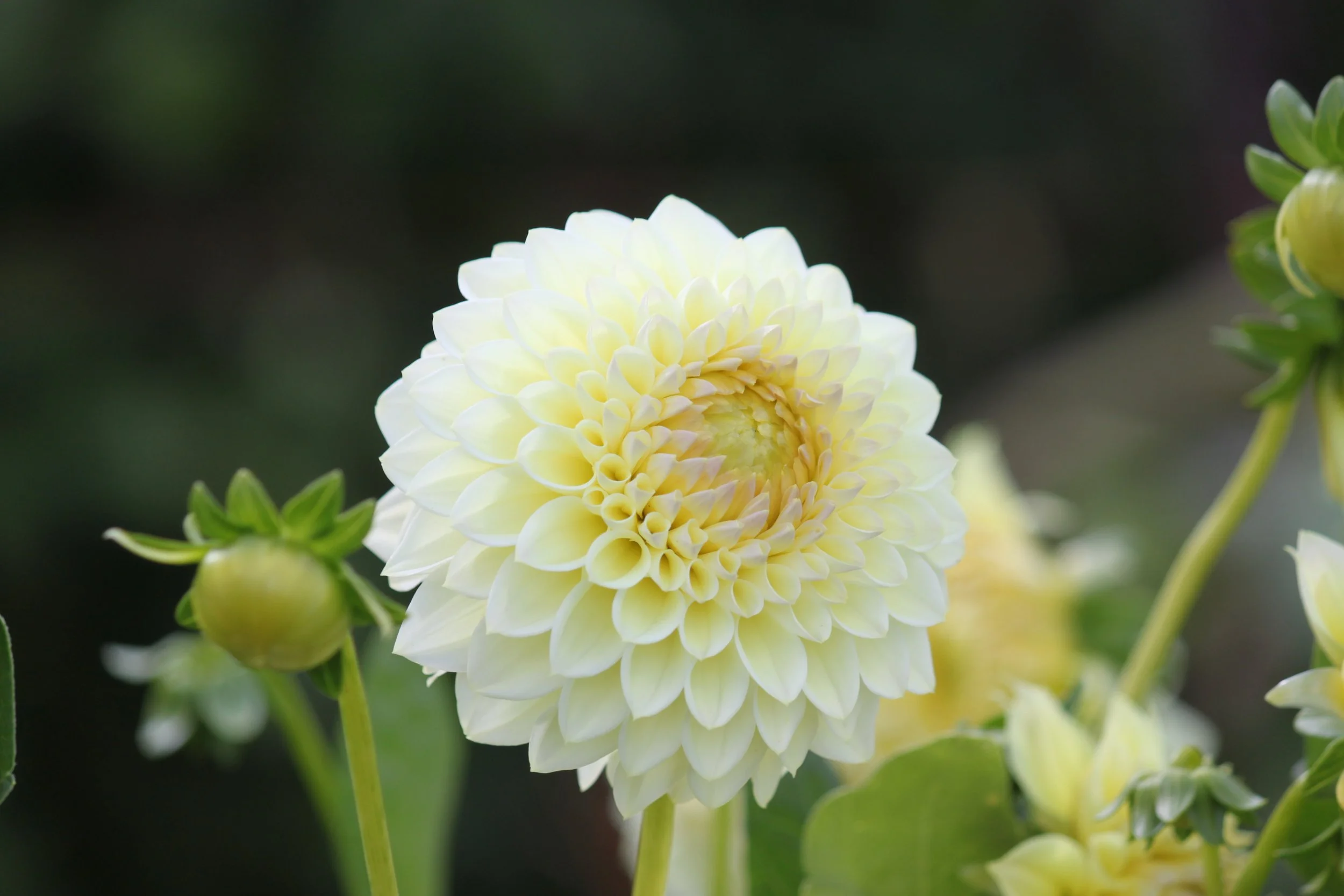 Winholme Diane