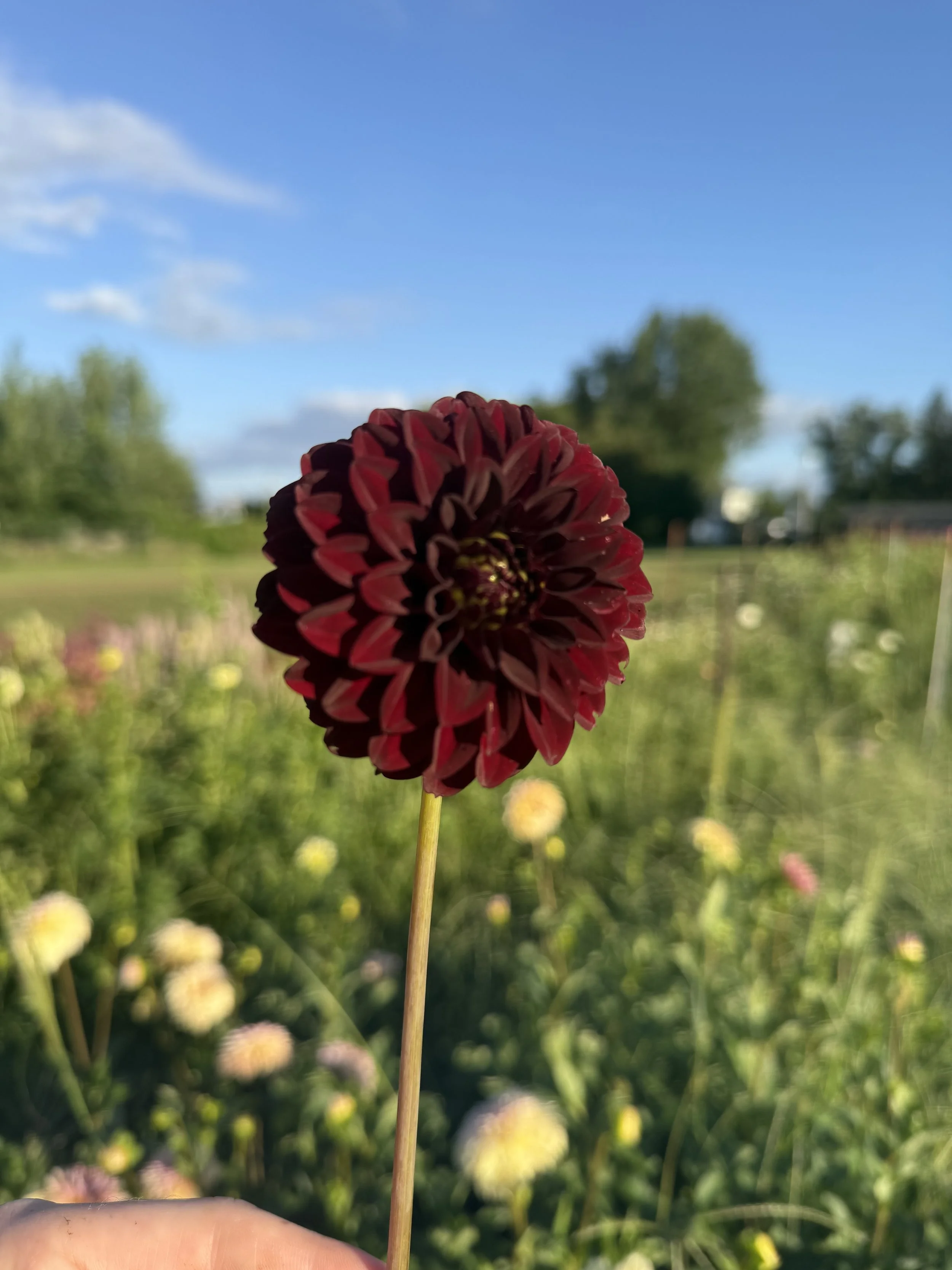 IMG_3567.jpeg