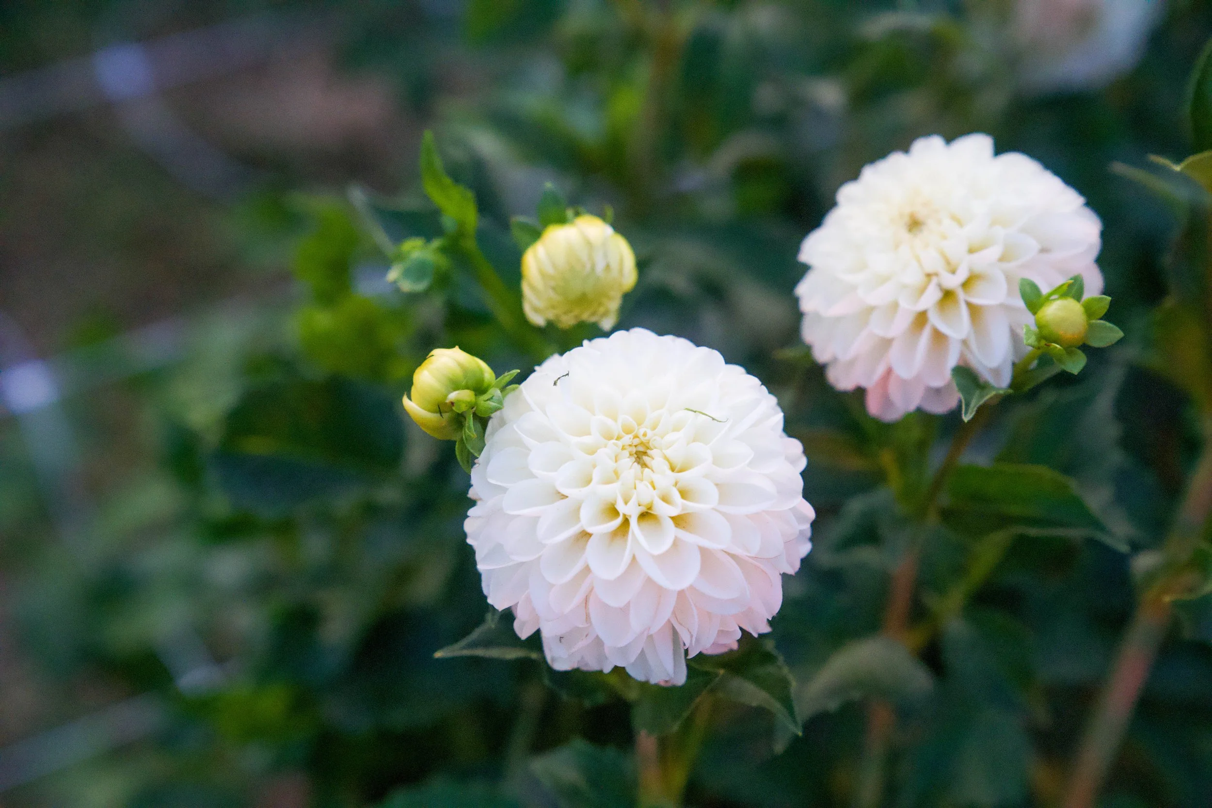 White Nettie