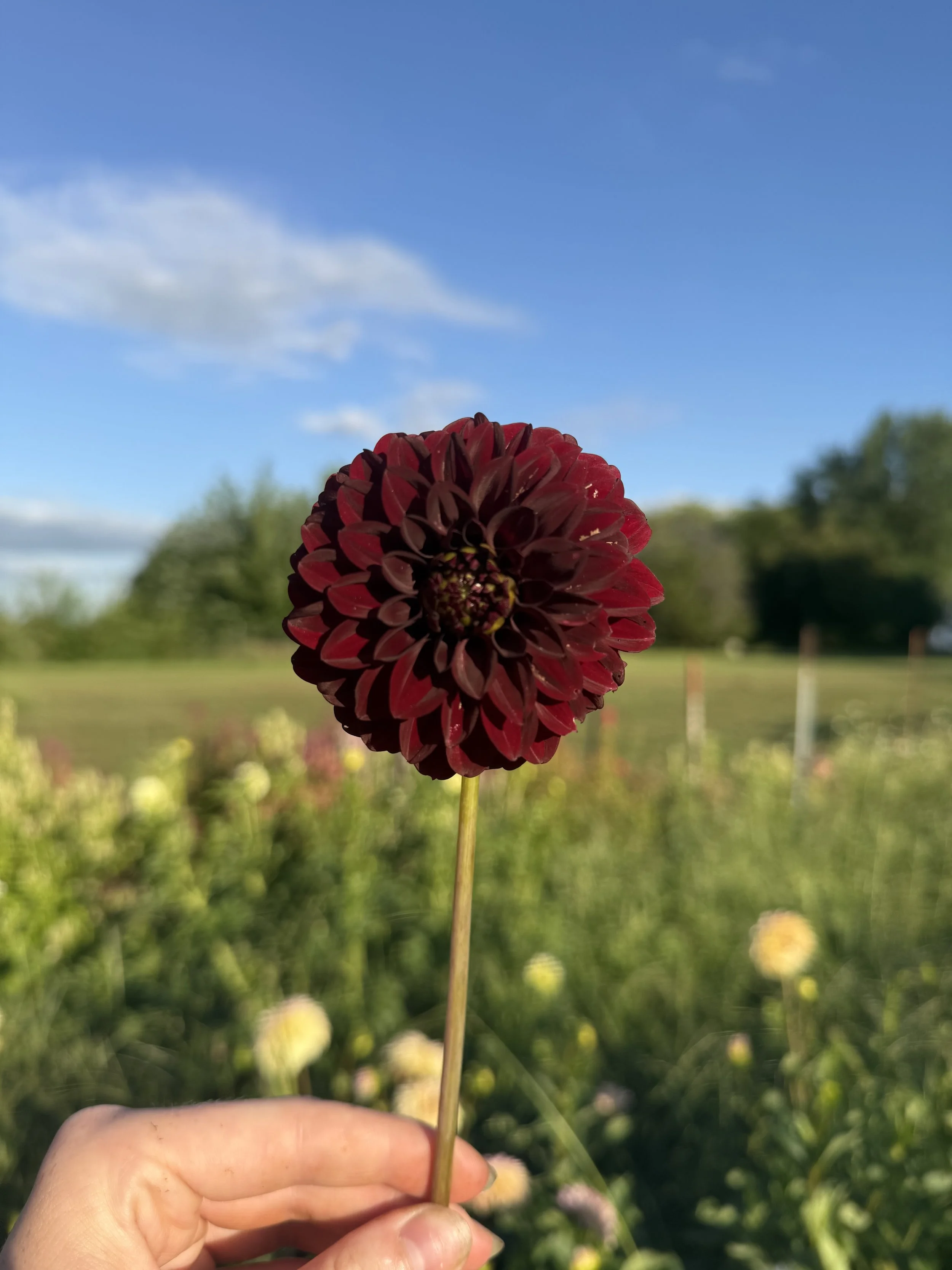 IMG_3570.jpeg