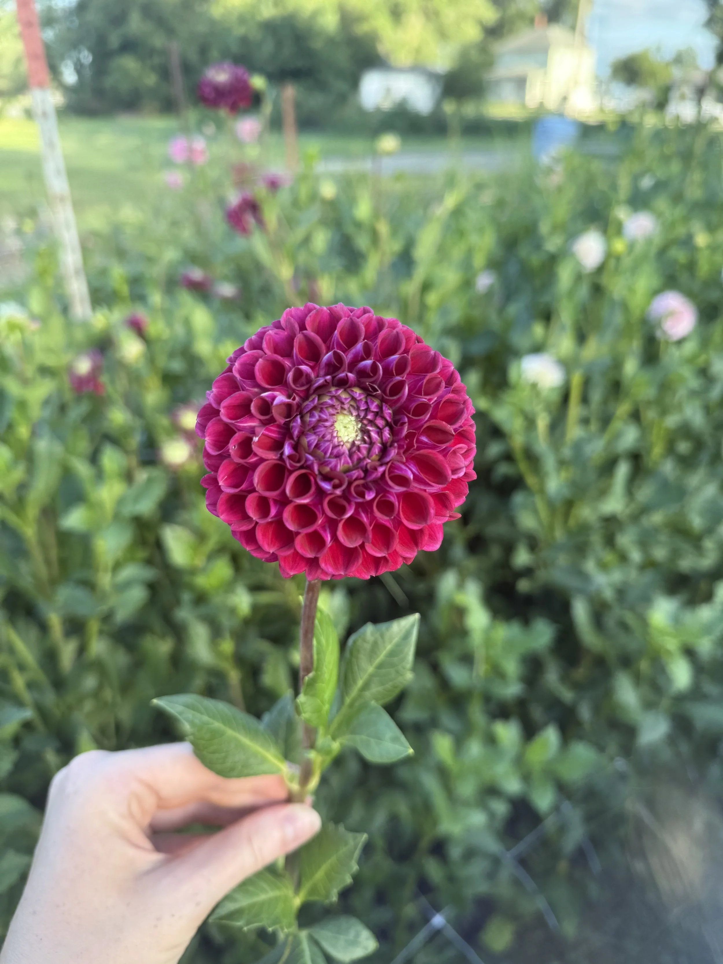 IMG_3554.jpeg